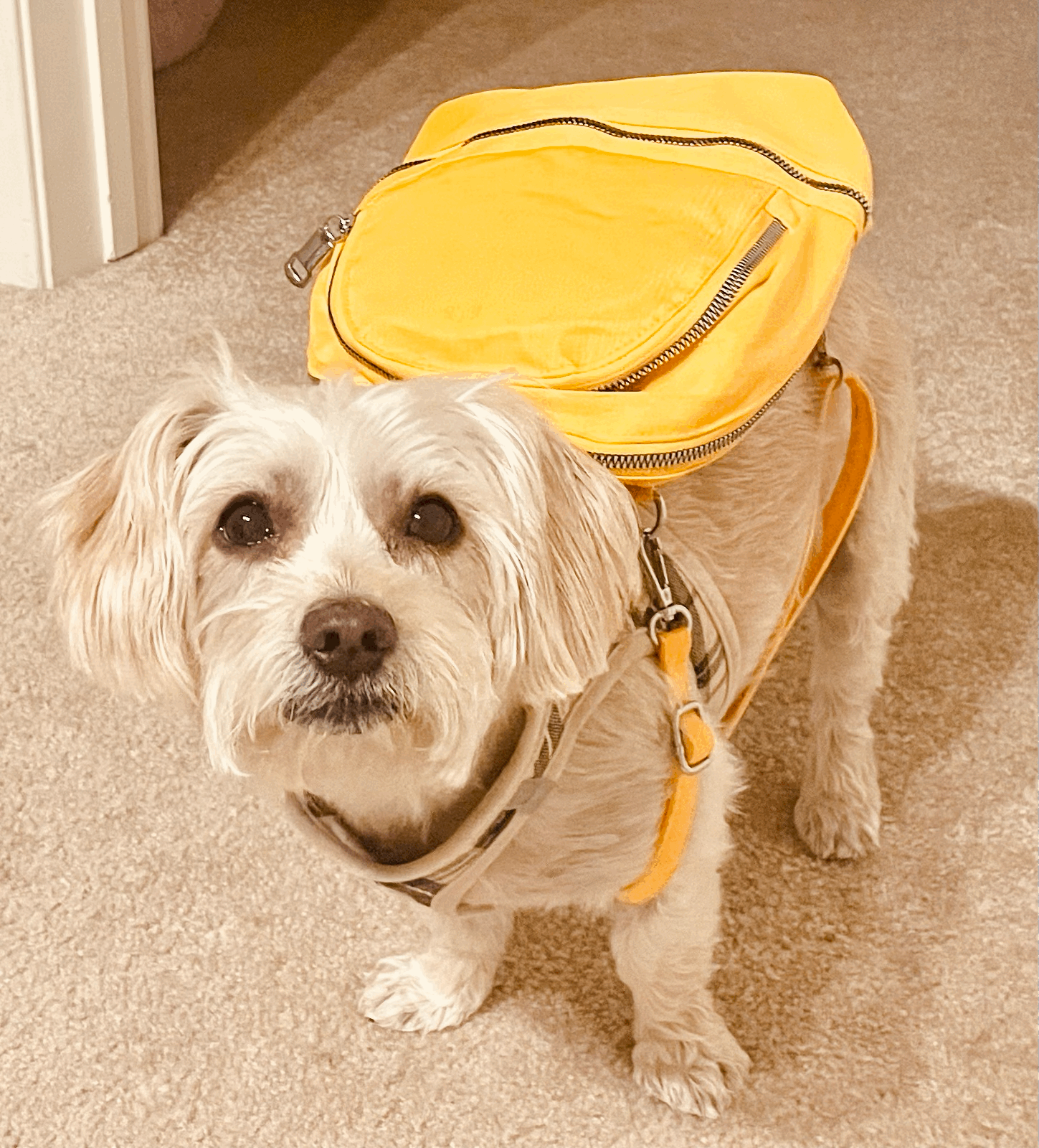 Home Was Where I Barked First