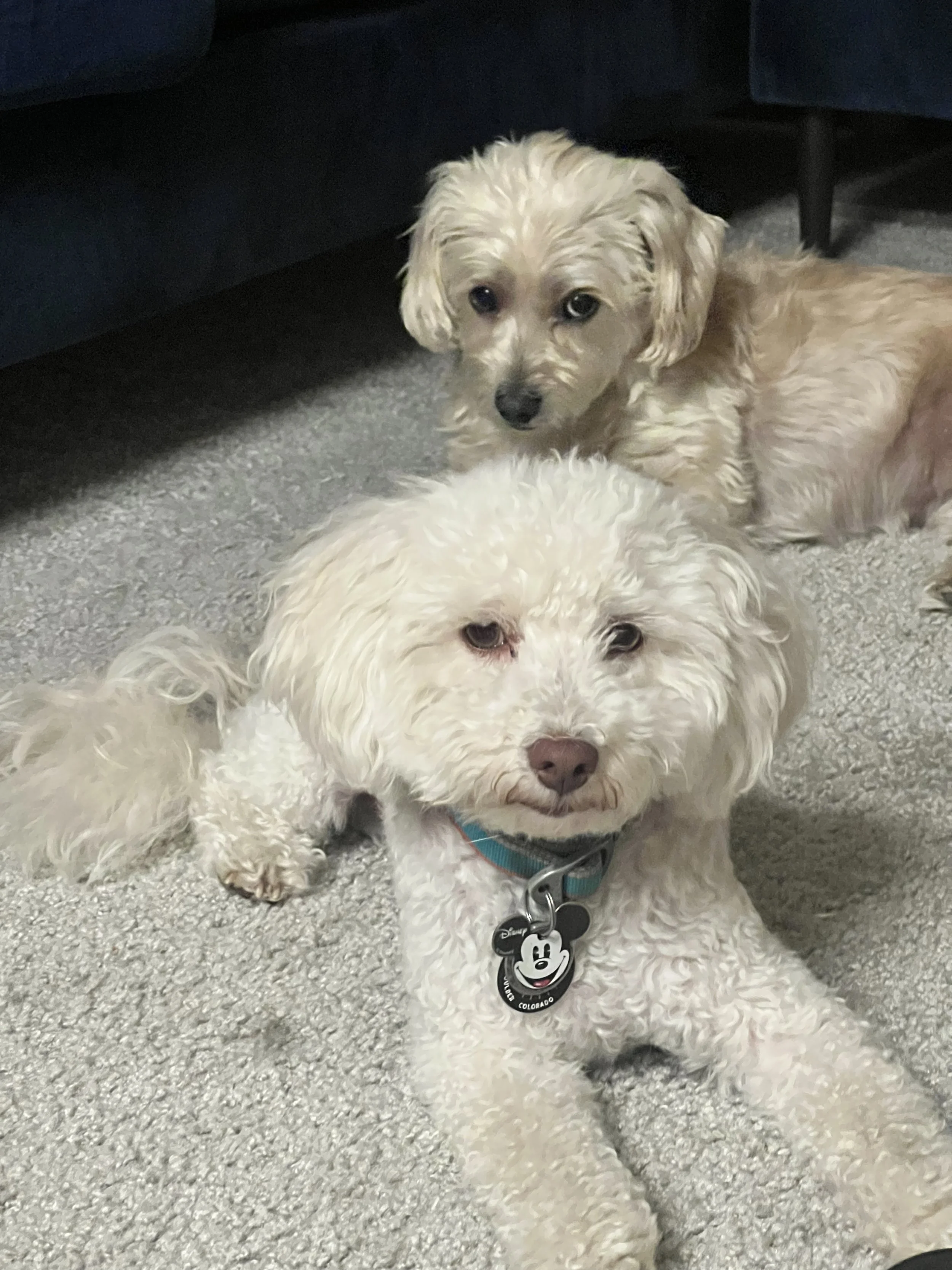 The City, The Dogs &amp; Me