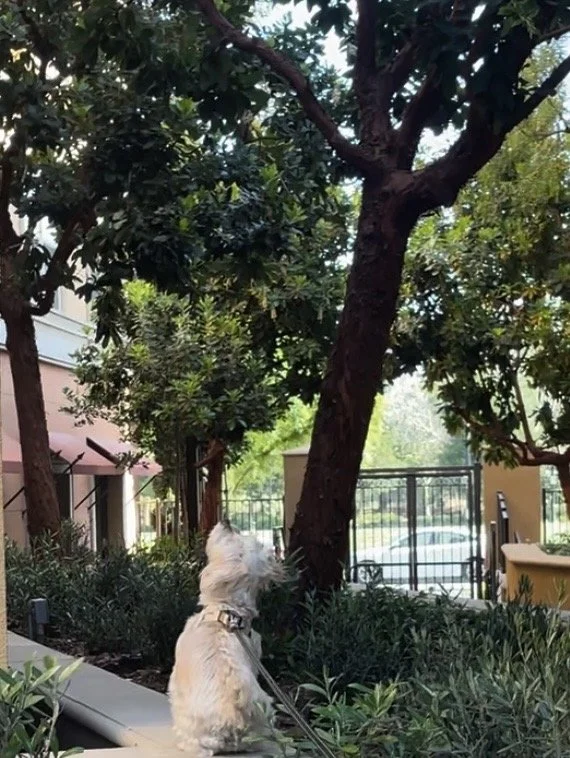 Oh And The Squirrels…