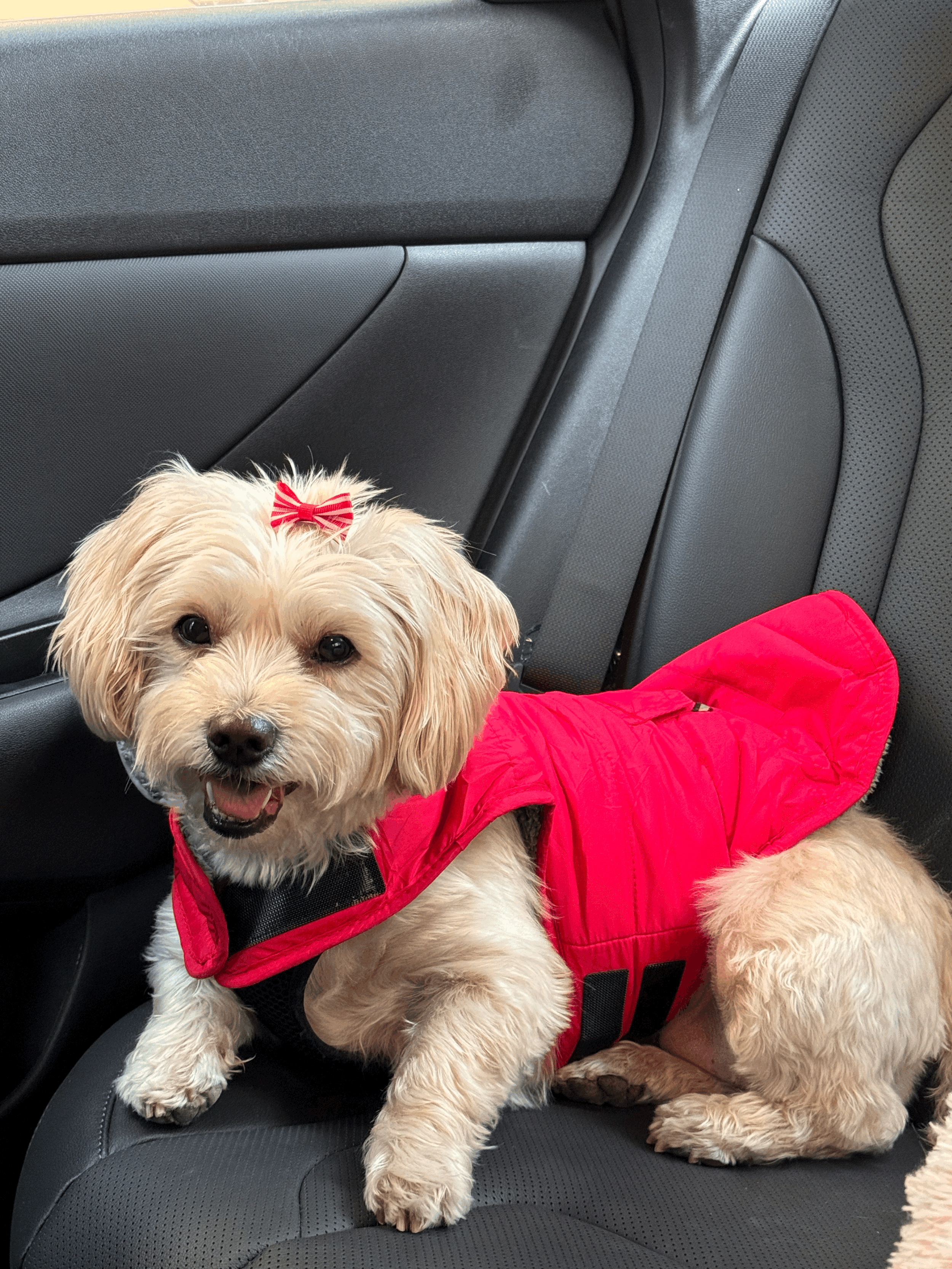 Thank You — To Each &amp; Everyone Who Loved Bella