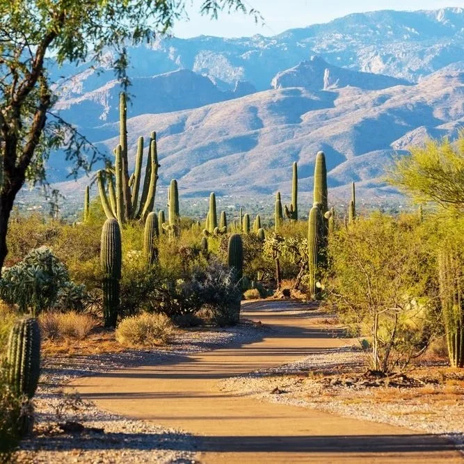 Saguaro-National-Park.jpg
