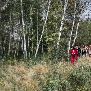 A group of people walking through a forested area with tall white birch trees and grassy terrain.