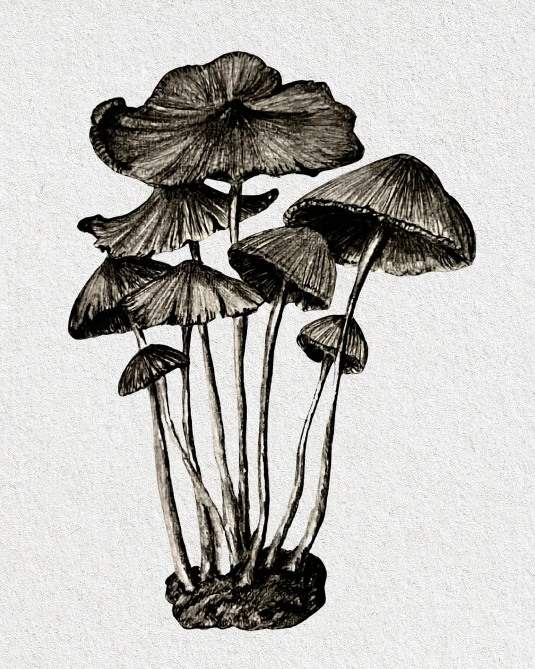Black and white drawing of several mushrooms with tall, slender stems and wide, textured caps.
