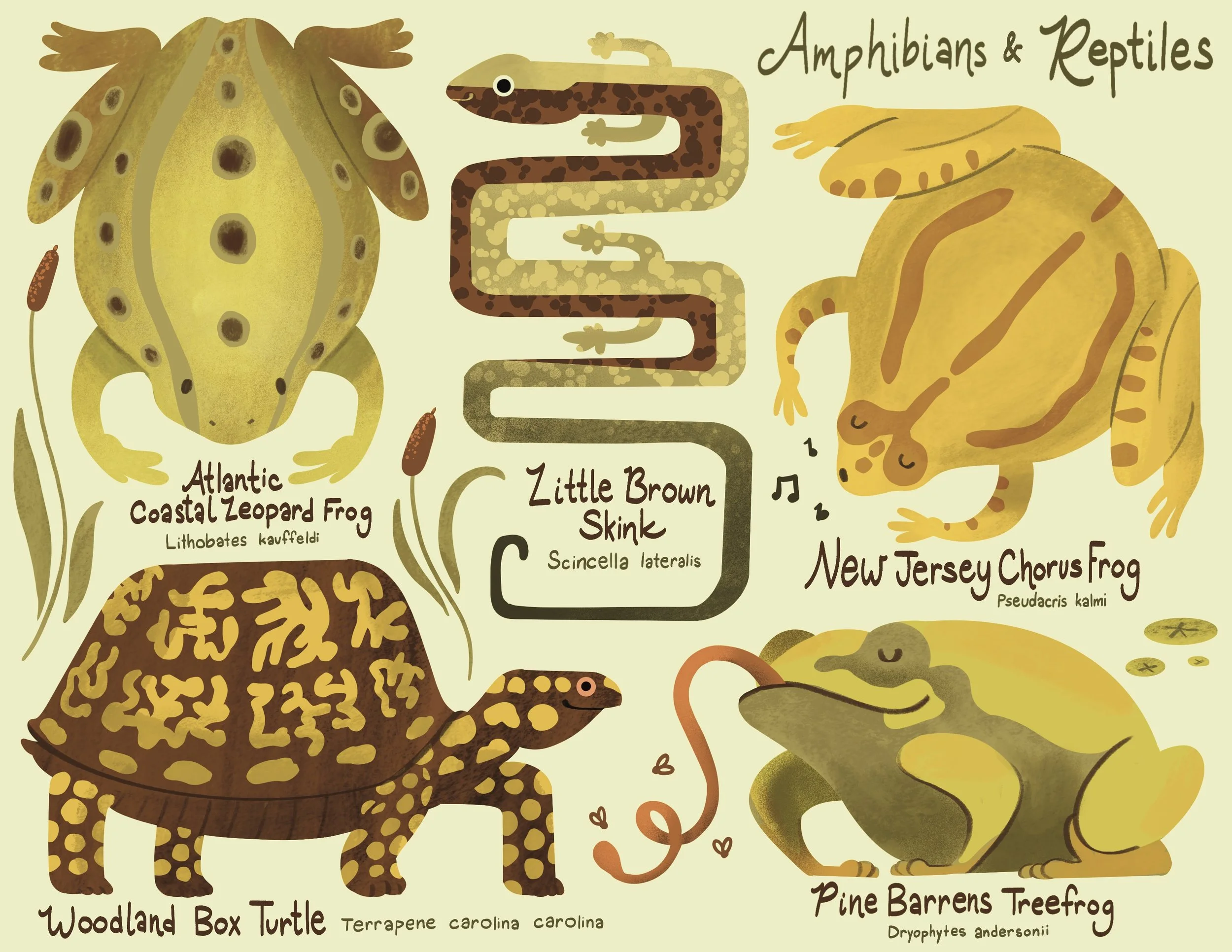 Illustration of amphibians and reptiles, including Atlantic coastal leopard frog, woodland box turtle, little brown skink, New Jersey chorus frog, and pine barrens treefrog, with their names and scientific classifications.