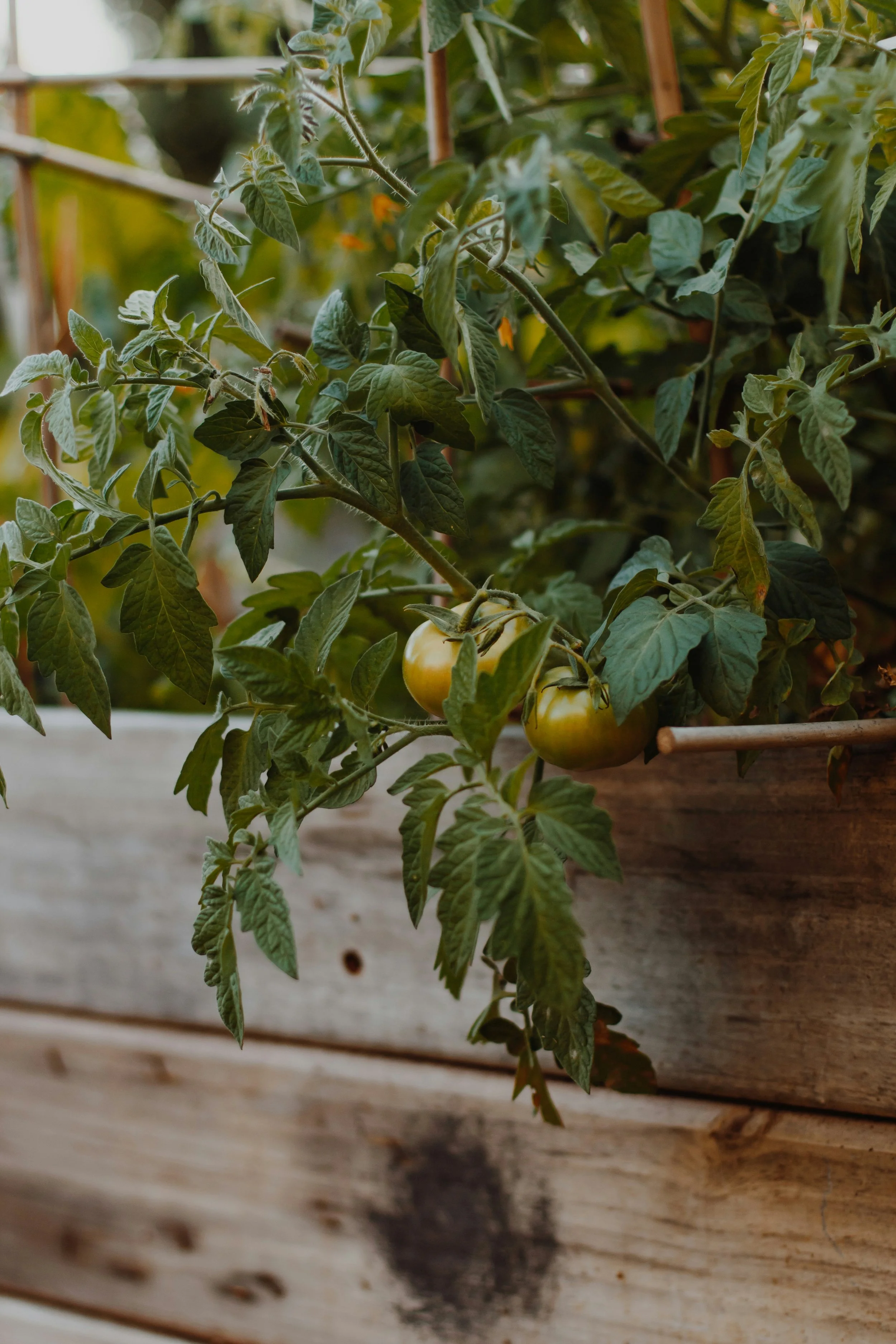 Green tomato plant with several unripe yellow tomatoes growing in a garden or greenhouse well thanks to garden maintenance in Calgary