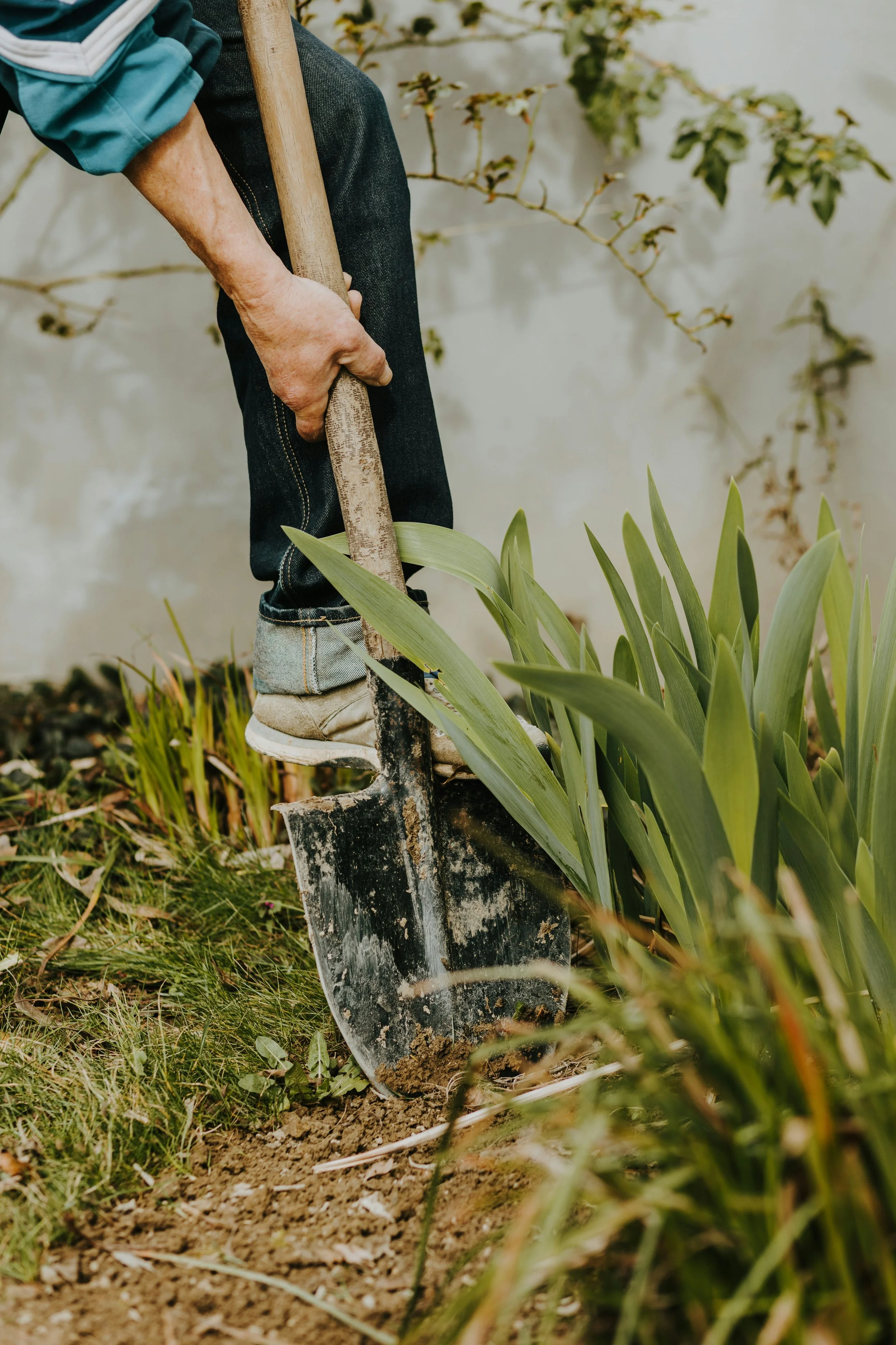The Garden Hoe doing garden maintenance in Calgary Alberta with a blue shirt and jeans digging a hole with a shovel in a garden with green plants and a concrete wall in the background.