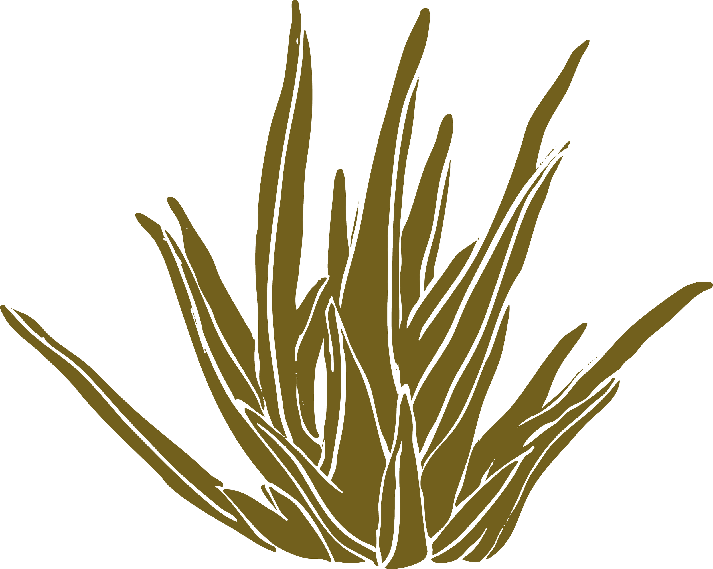 Stylized illustration of a bunch of grass or tall plants in brown color on a black background  for garden and landscaping brand in Calgary