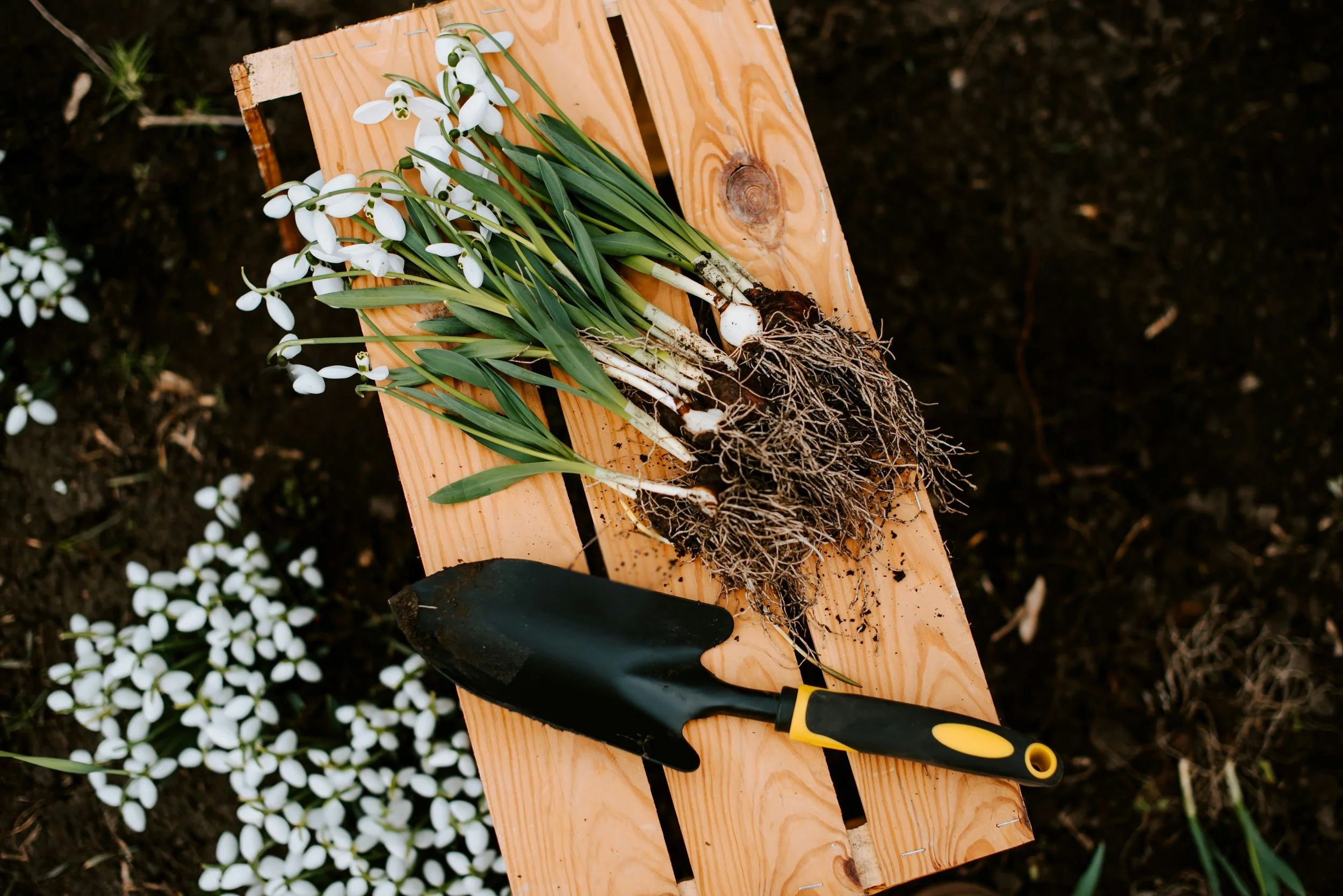 Cut flower bulbs and roots on a wooden workbench with gardening tools, soil, and white flowers nearby that garden maintenance service provider did in Calgary
