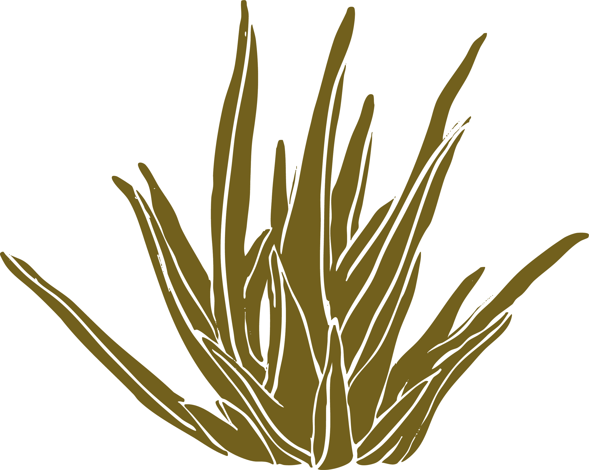 Illustration of a potted plant with long, narrow leaves  for garden and landscaping brand in Calgary