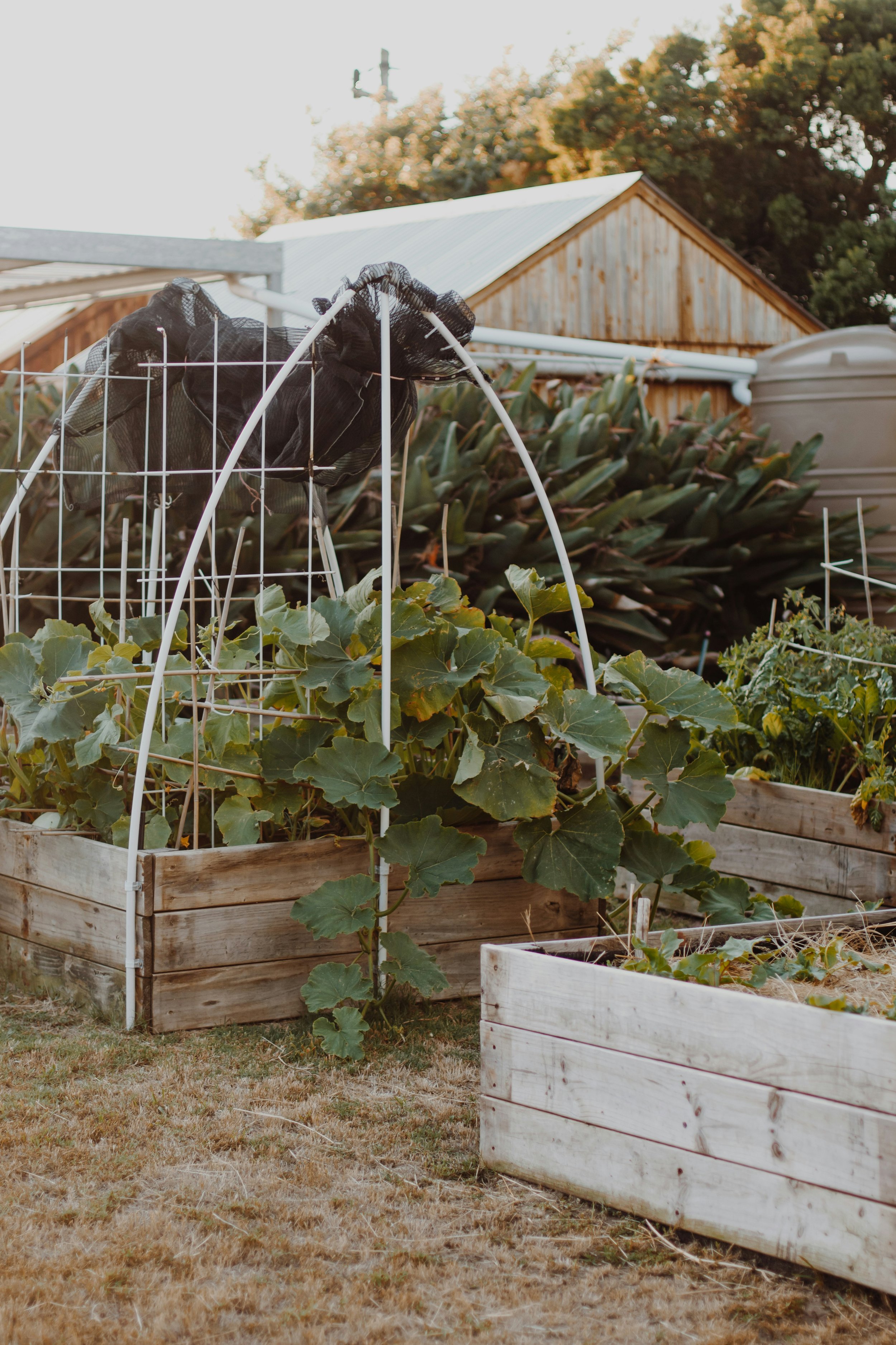 Raised garden beds made of wood, with leafy green plants growing inside and a protective black mesh covering some of the plants. In the background, a wooden barn and a metal water tank are visible, with trees and a blue sky overhead in Calgary