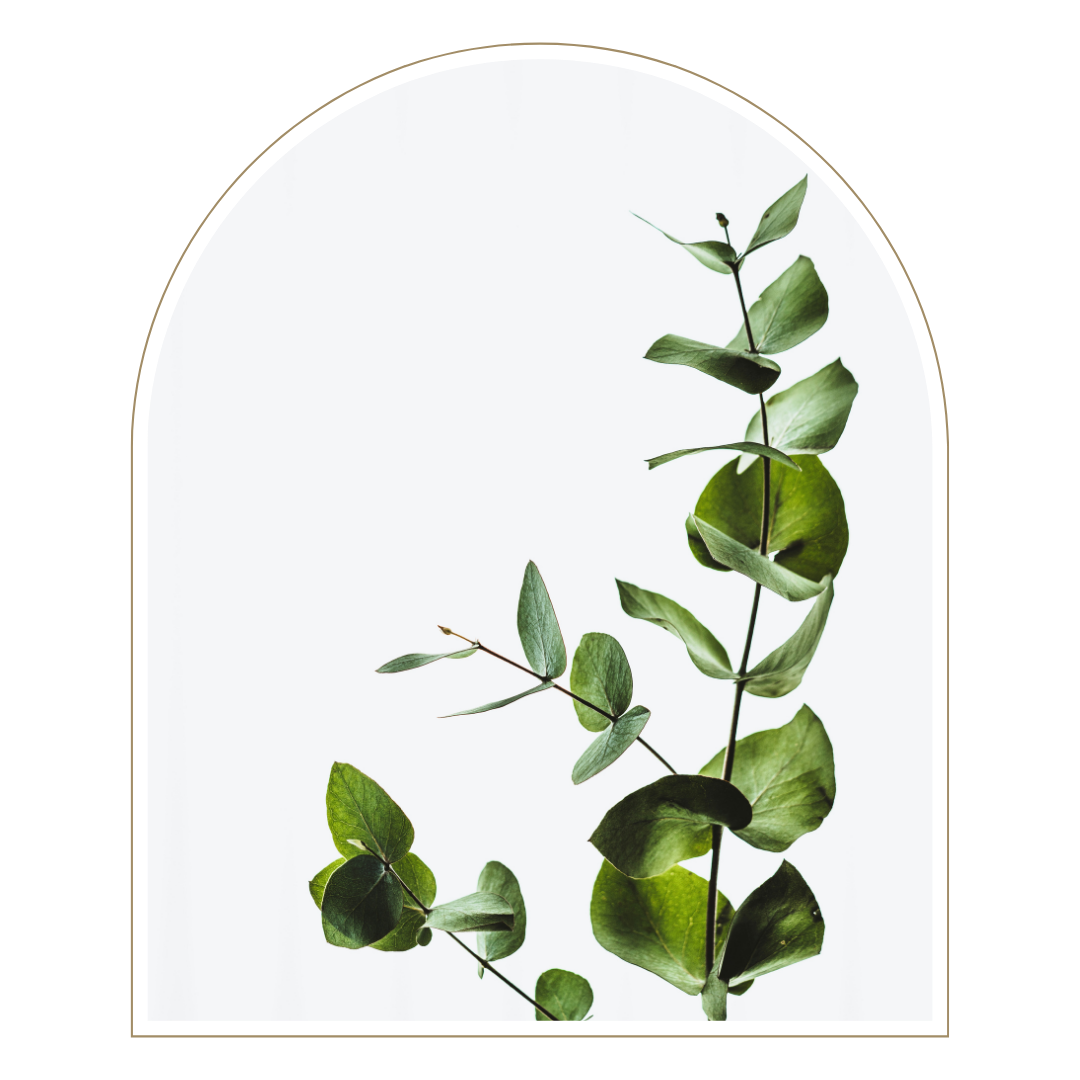 Green leafy plant behind an arched window with a beige frame