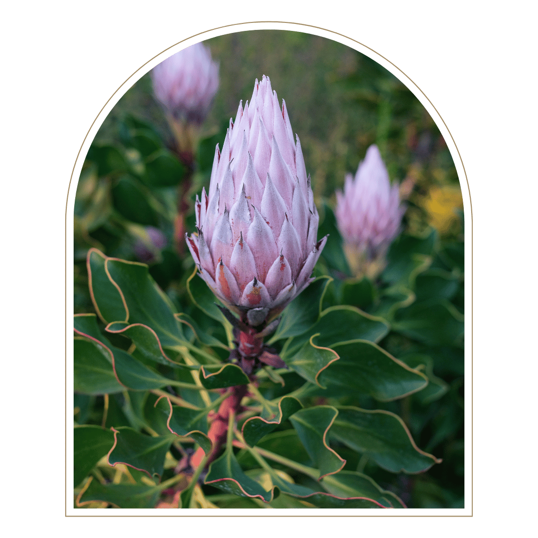 Pink protea flower with green leaves.