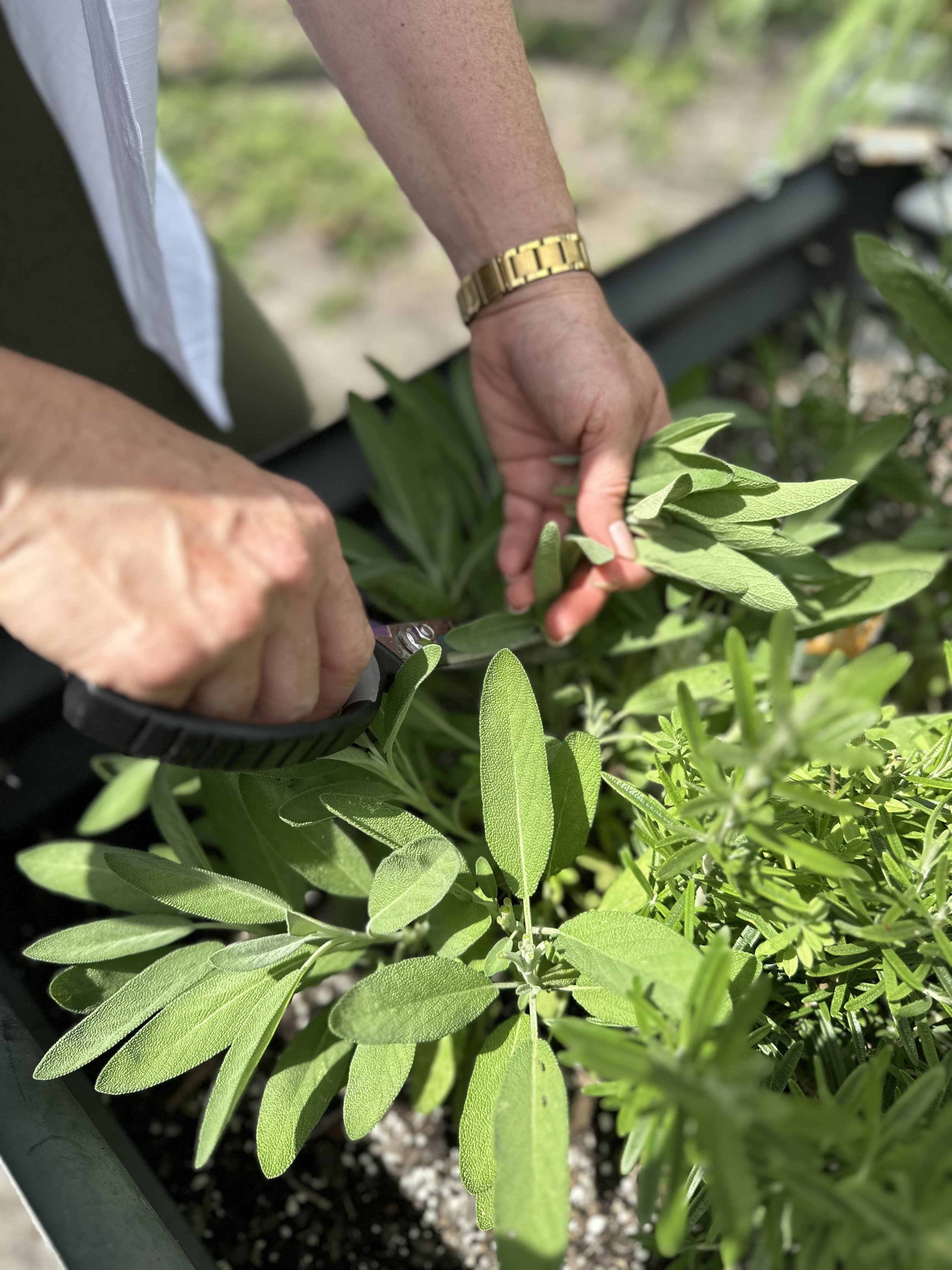 Close-up of a person's hand pruning a green herb plant, possibly sage, in a garden, with a garden bed and green foliage in the background.