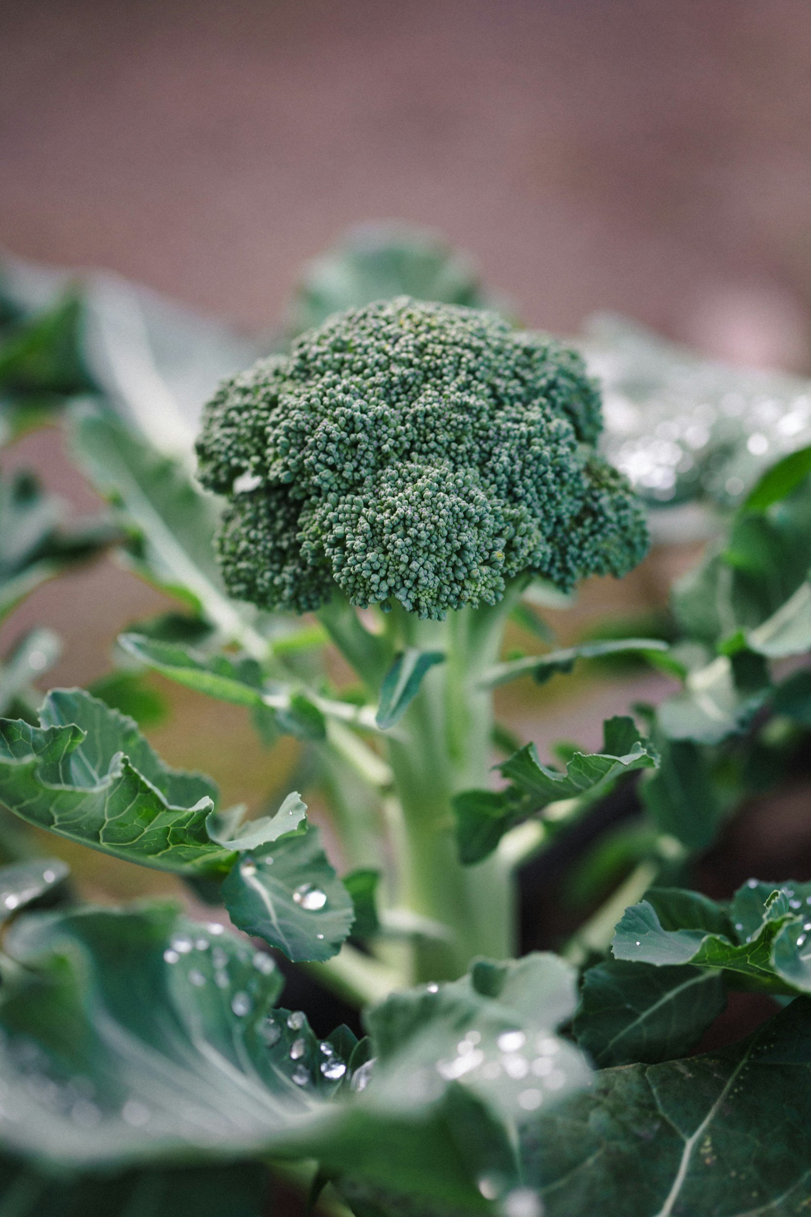 Un brocoli vert avec des feuilles vertes autour, des gouttelettes d'eau sur les feuilles, photographie en gros plan.