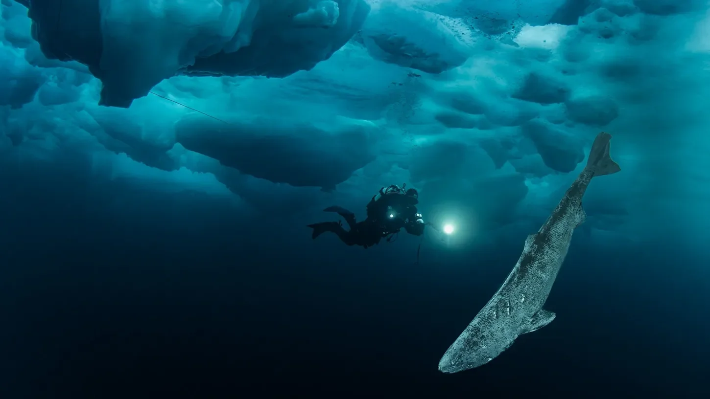 Plongée sous-marine avec un plongeur explorant un iceberg et un requin au fond de l'océan.