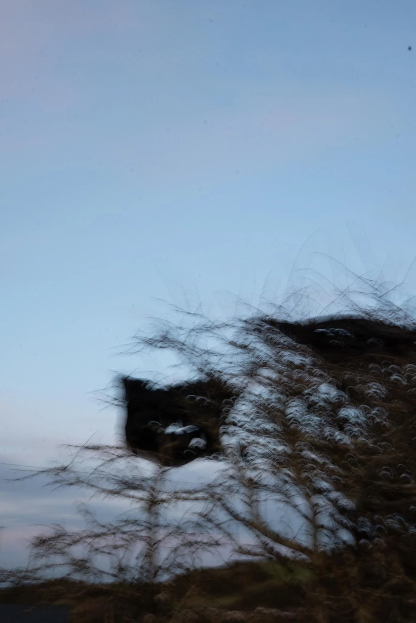 A silhouette of a cat walking among tall, leafless trees during dusk or dawn, with a pale blue sky in the background.