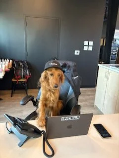 A dog wearing a cap sitting on an office chair at a desk with a laptop, phone, and office supplies in a modern office environment.