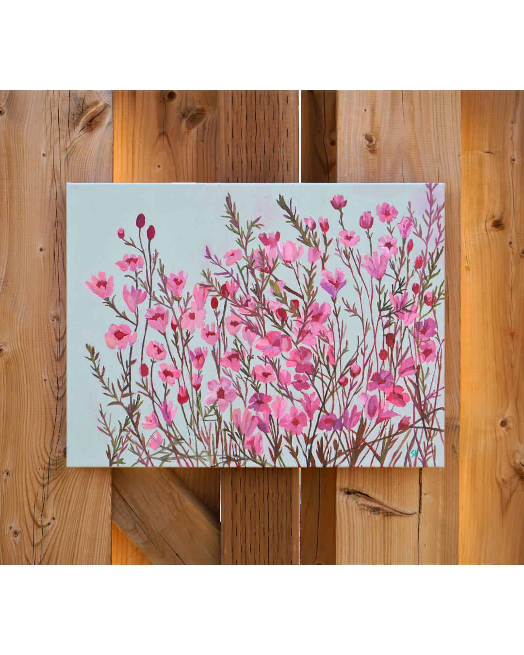 Pink Cosmos