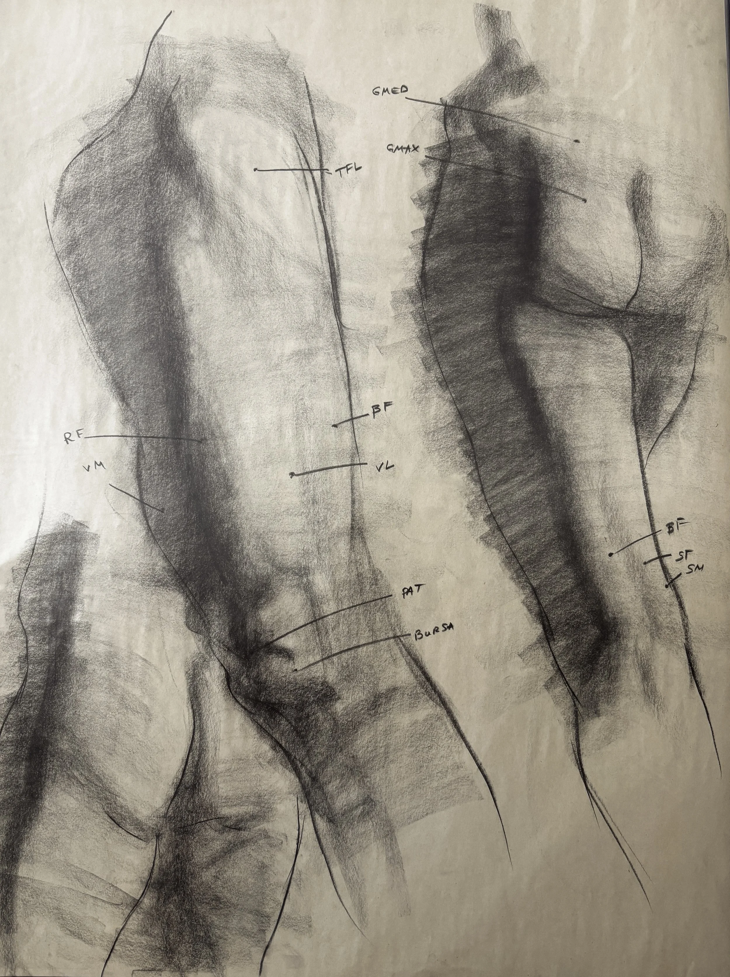 Anatomy drawing of leg.JPG