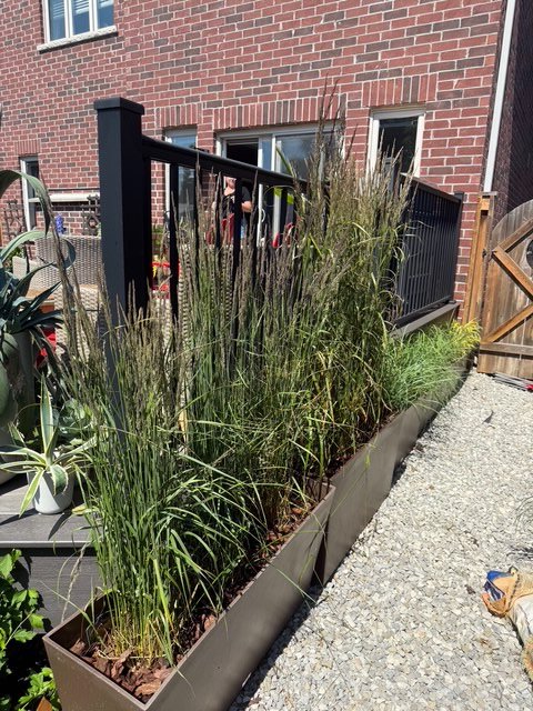 alliston-potted-perennials.jpeg