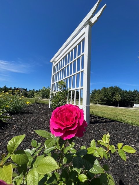 trellis-rose.jpeg