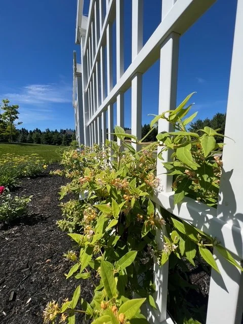 trellis-vines.jpeg