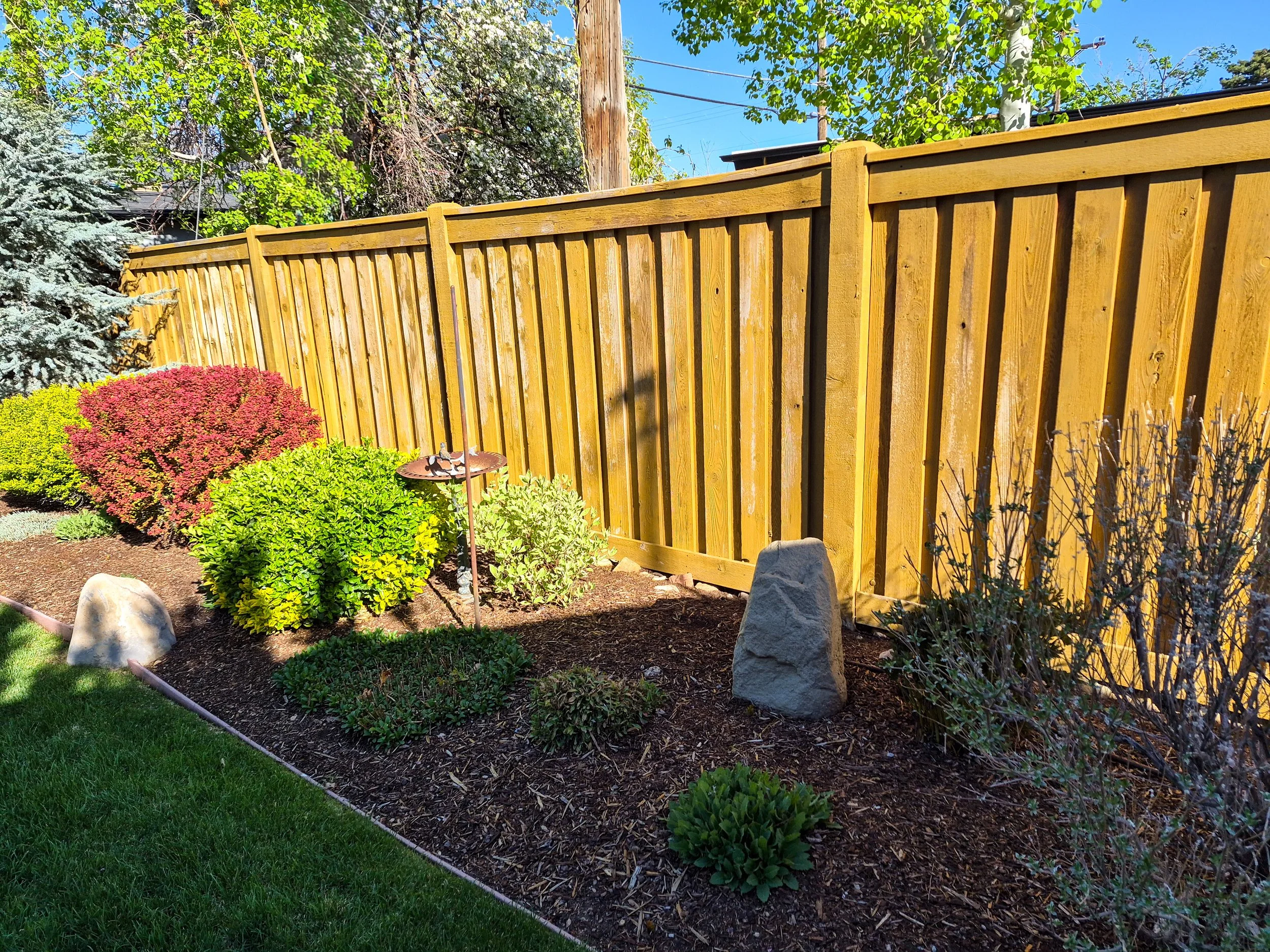 Wood fence after washing, before staining