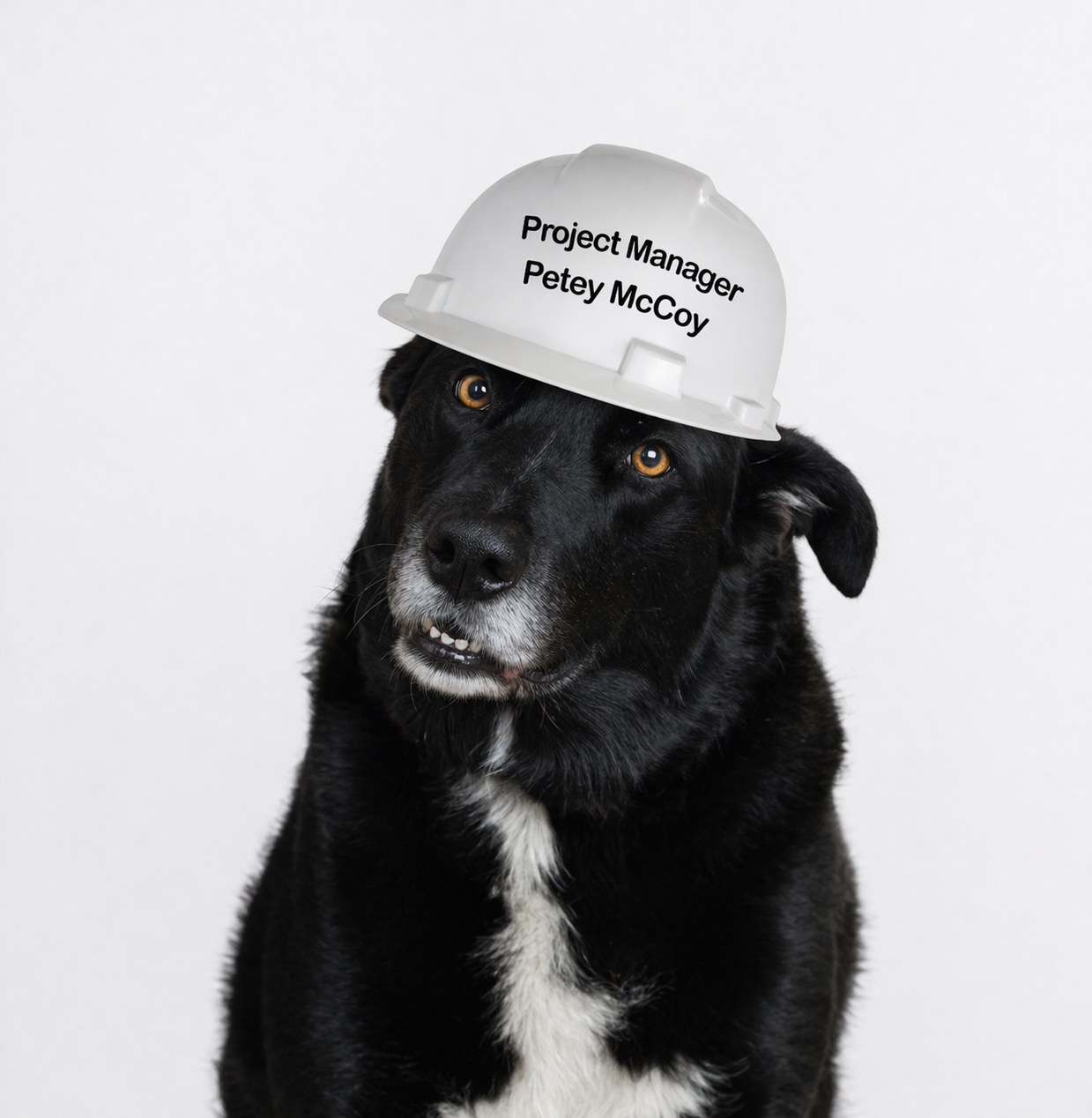 Black dog wearing a white construction helmet with the text "Project Manager Petey McCoy" written on it, against a plain white background.