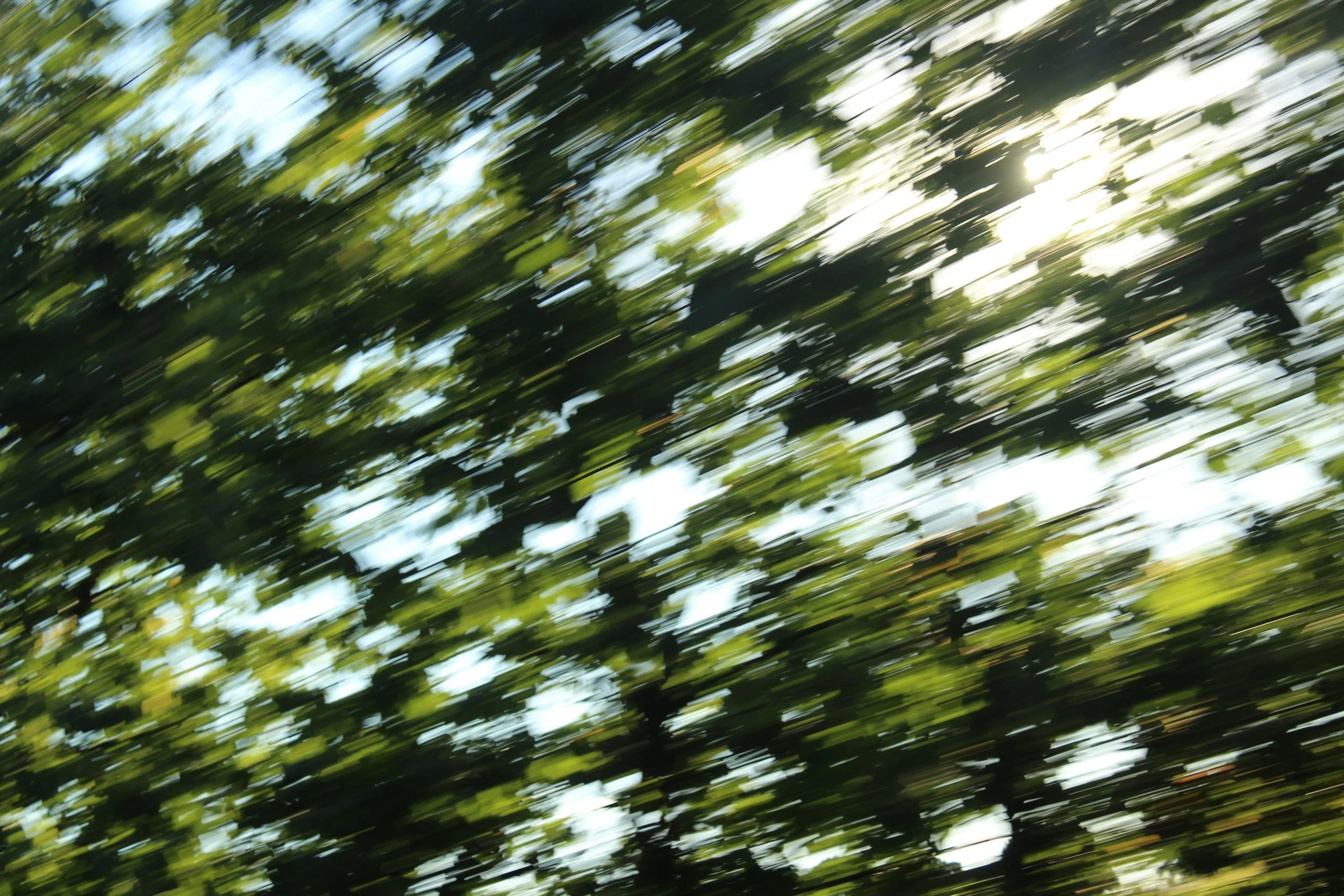 blurry maple tree and blue sky