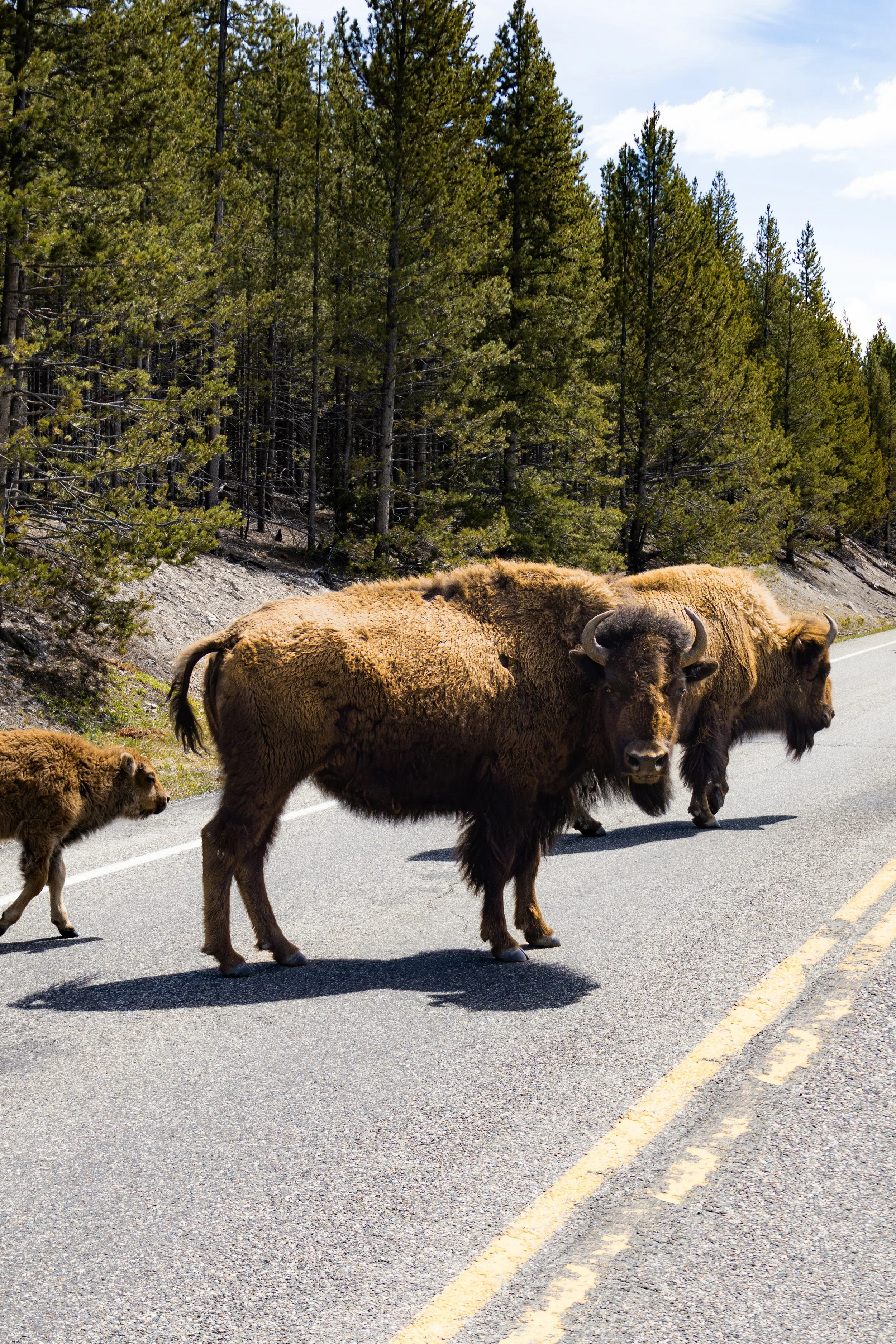 Bison on Road.jpg