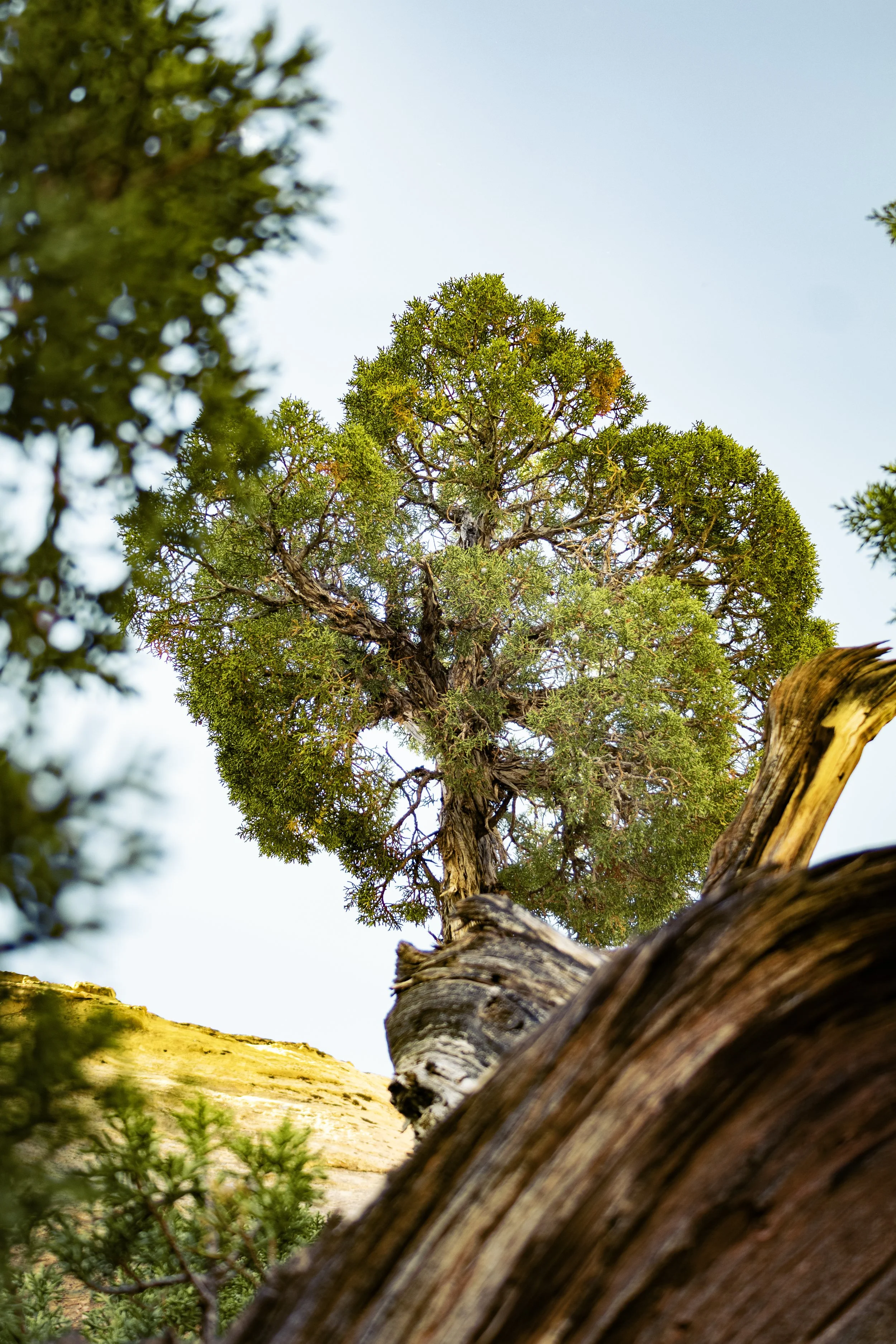 Capitol Reef Tree.jpg