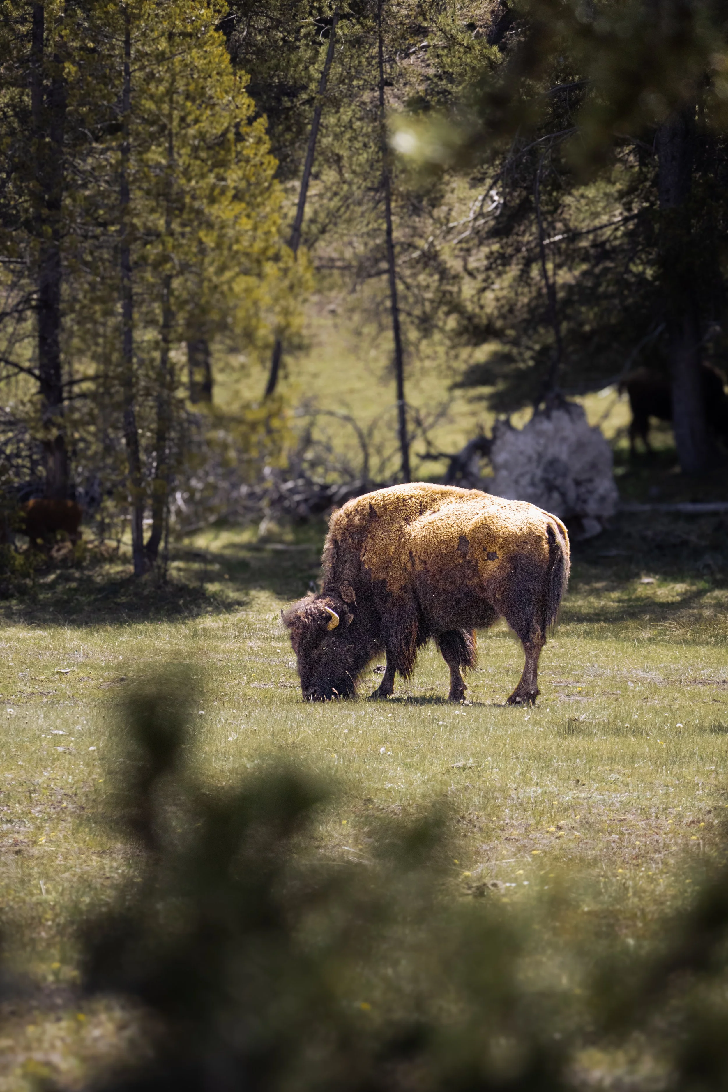Bison in Field.jpg