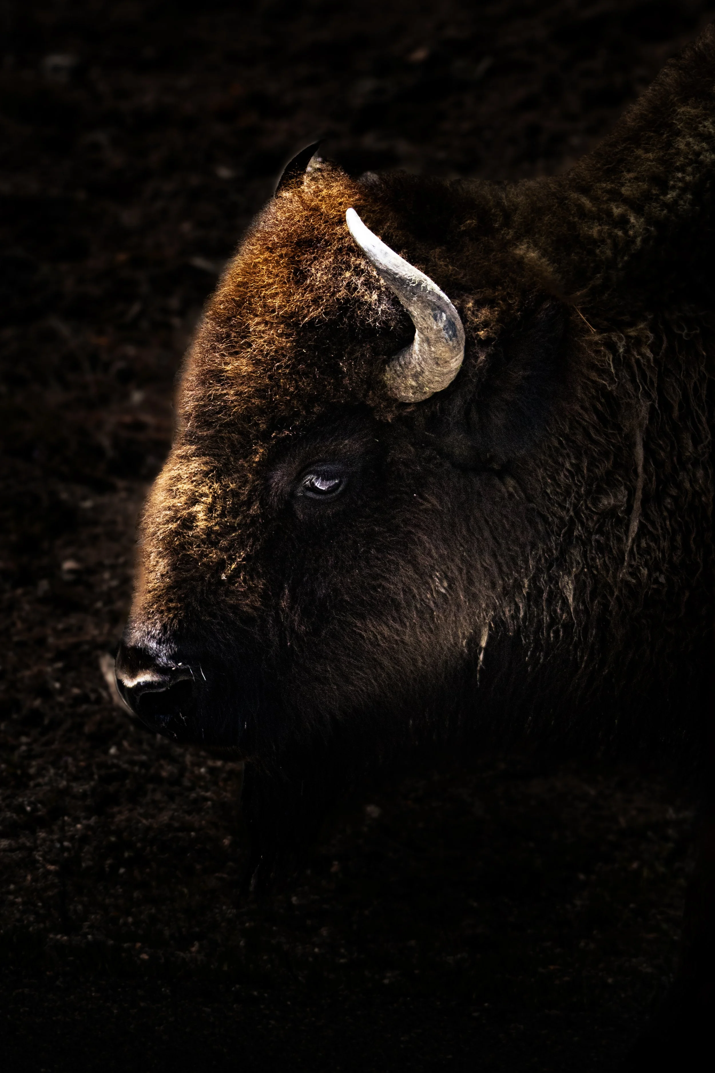 Bison in the Dark.jpg
