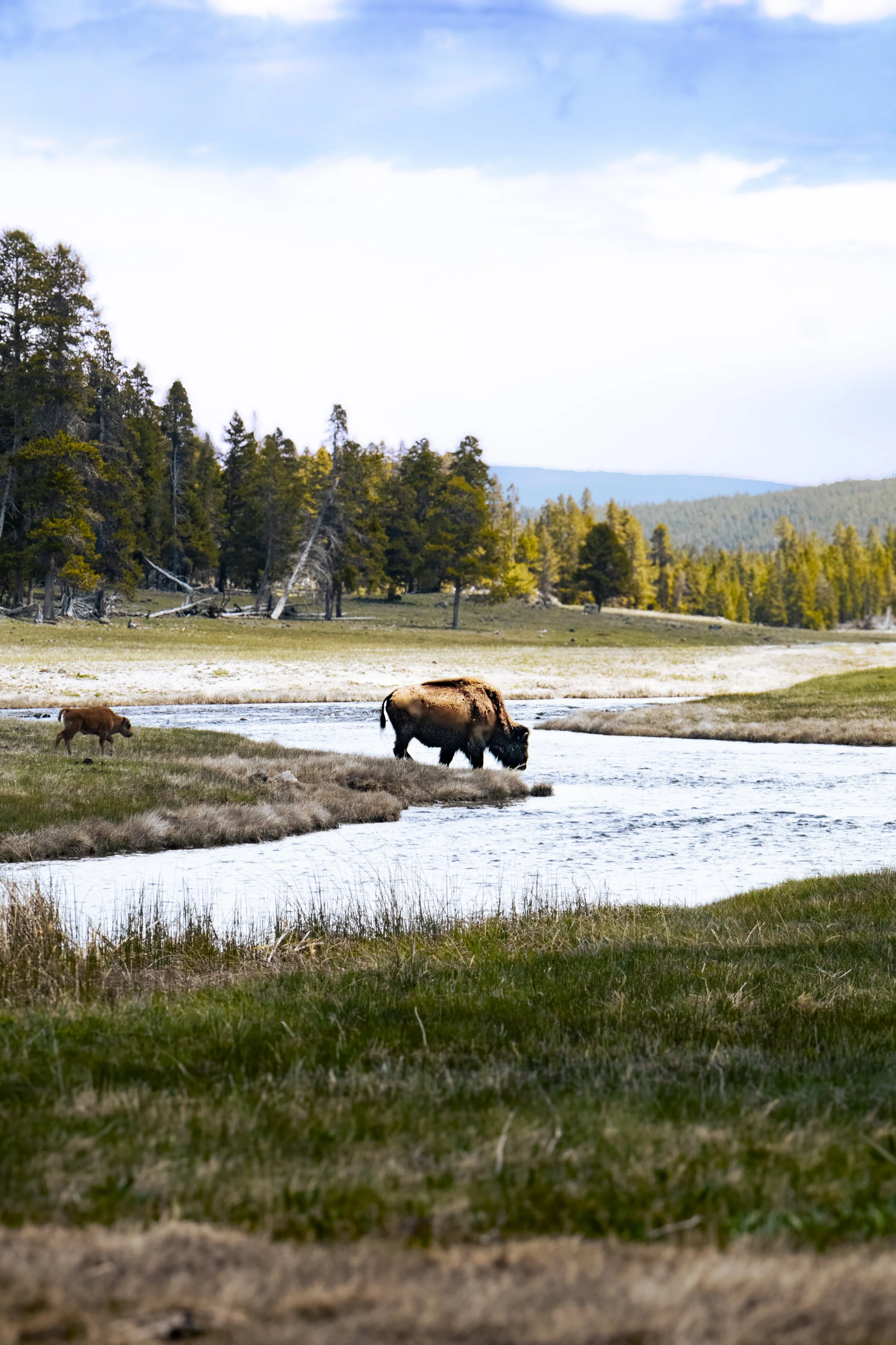 Bison on River Bank.jpg