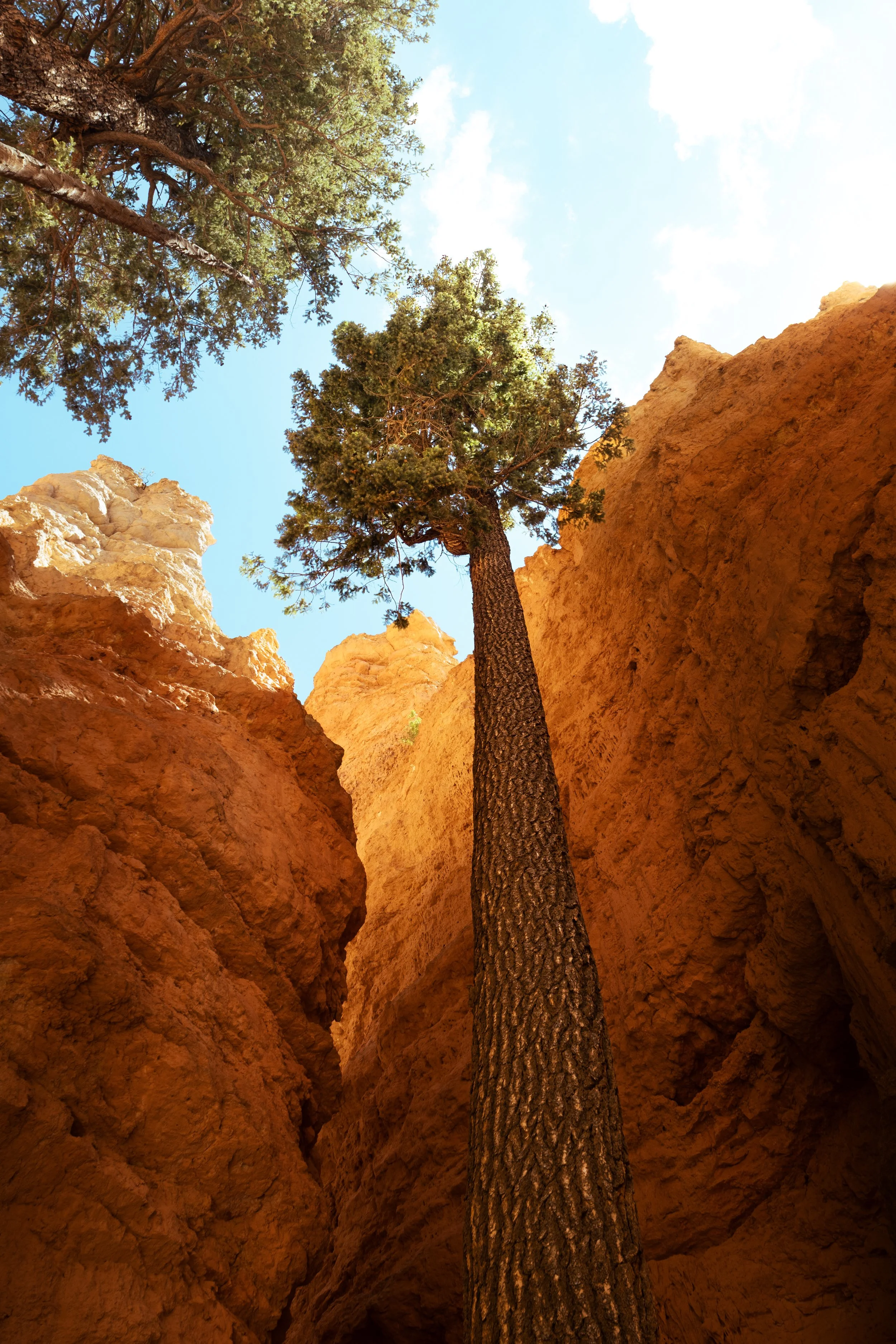 Bryce Canyon Tree 2.jpg