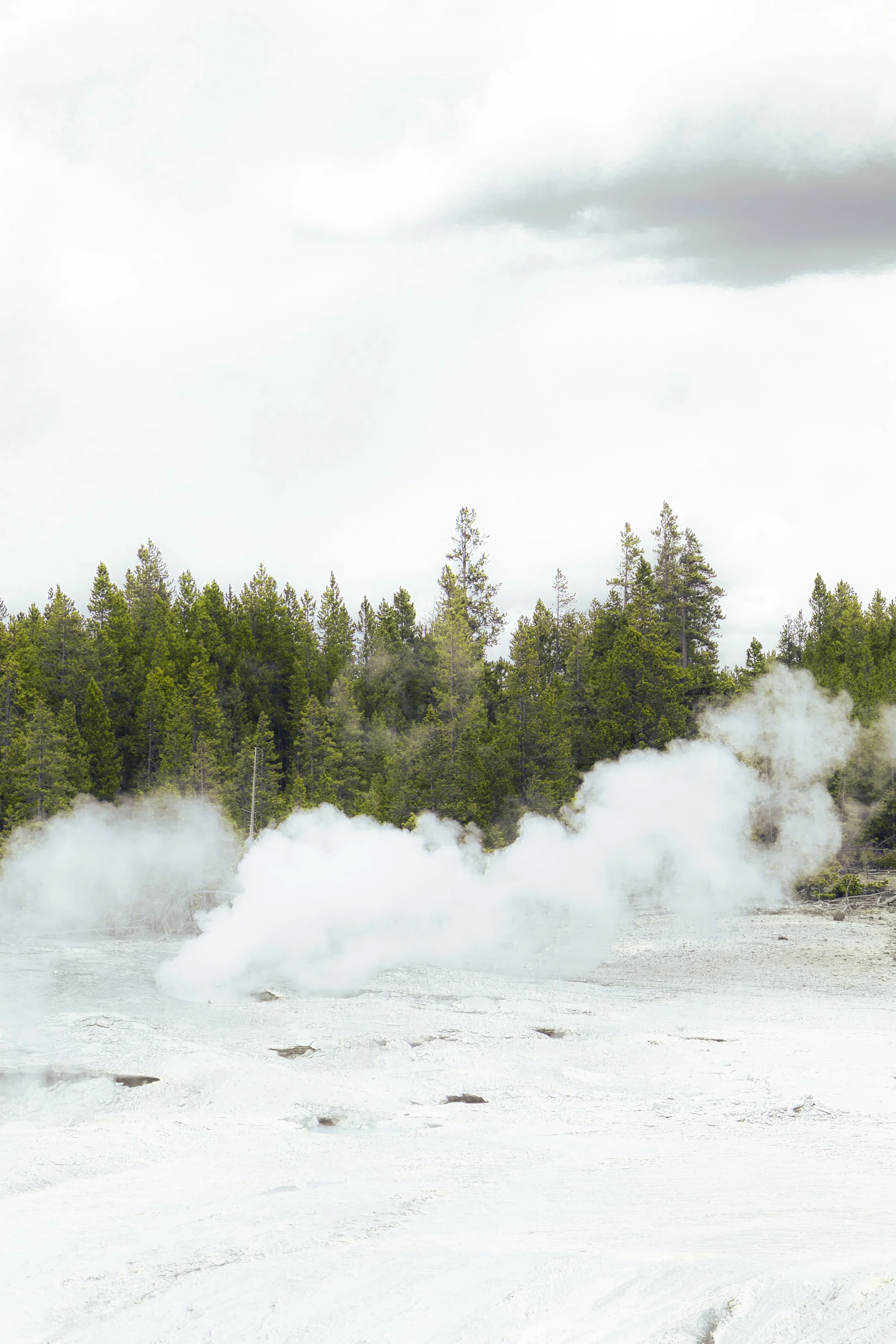 trees in smoke.jpg