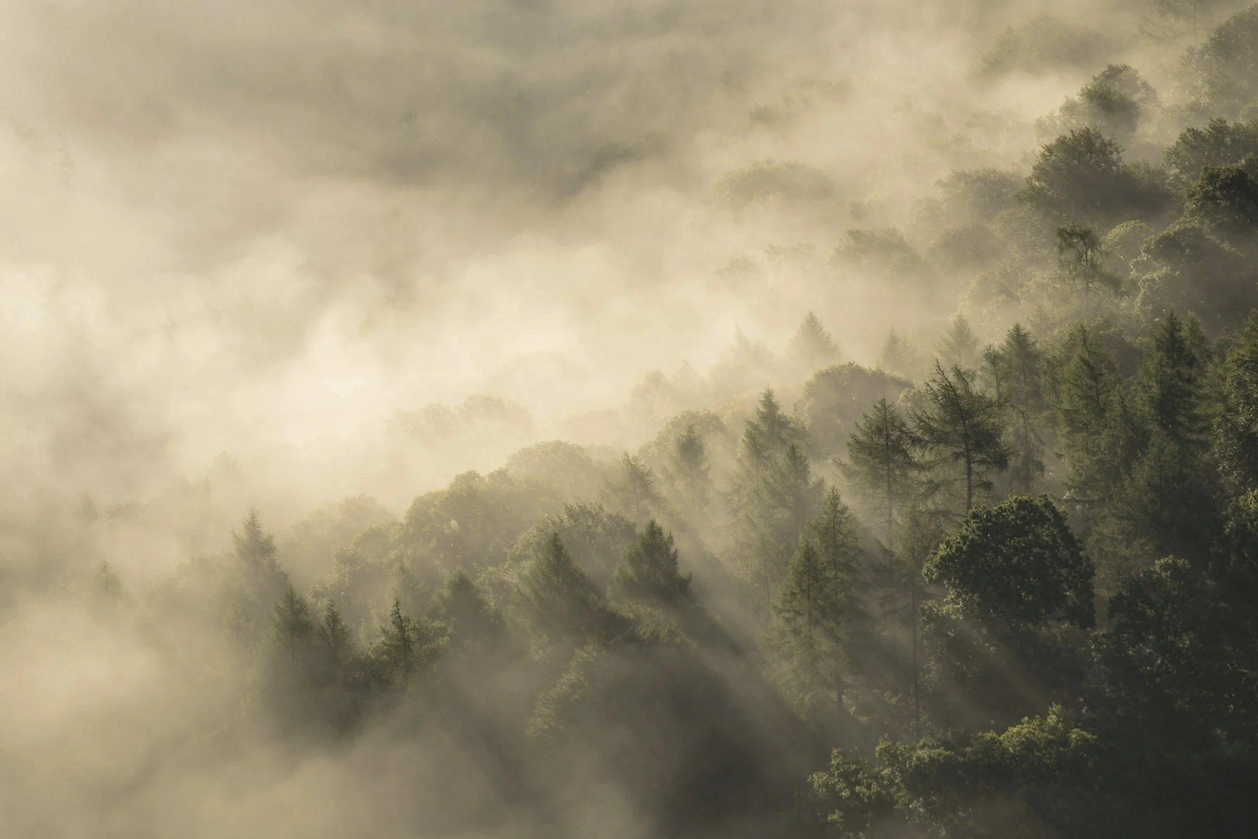 A forested mountain landscape shrouded in fog or mist, with trees visible through the haze. Describing how with hypnotherapy we can find reasons why the subconscious might seem to work against us and correct it's intention of protection.