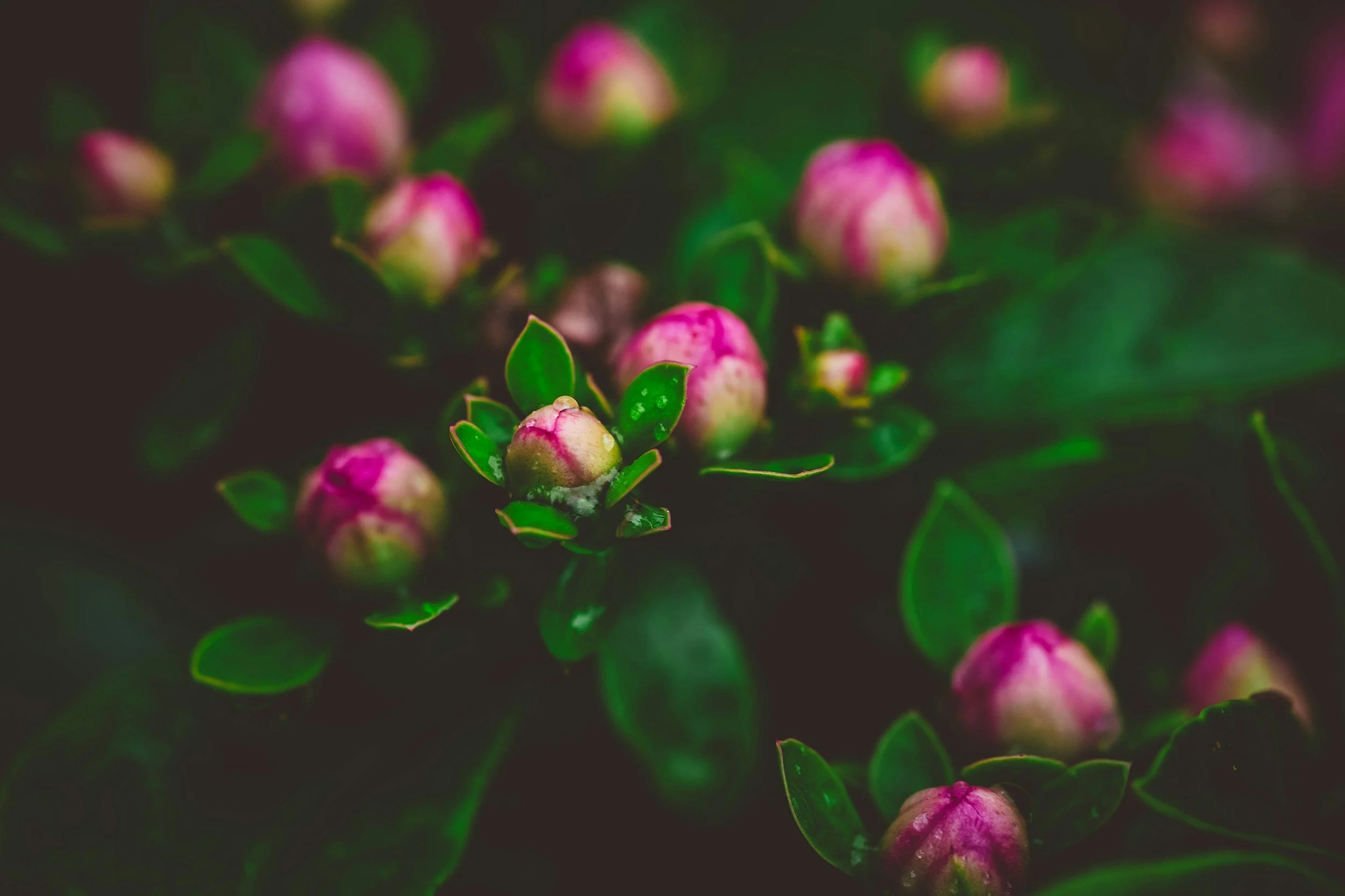 Close-up of pink and white flower buds with green leaves, dew drops on some petals, blurred background. Meaning to see all the choices we constantly make - how often do we choose ourselves?