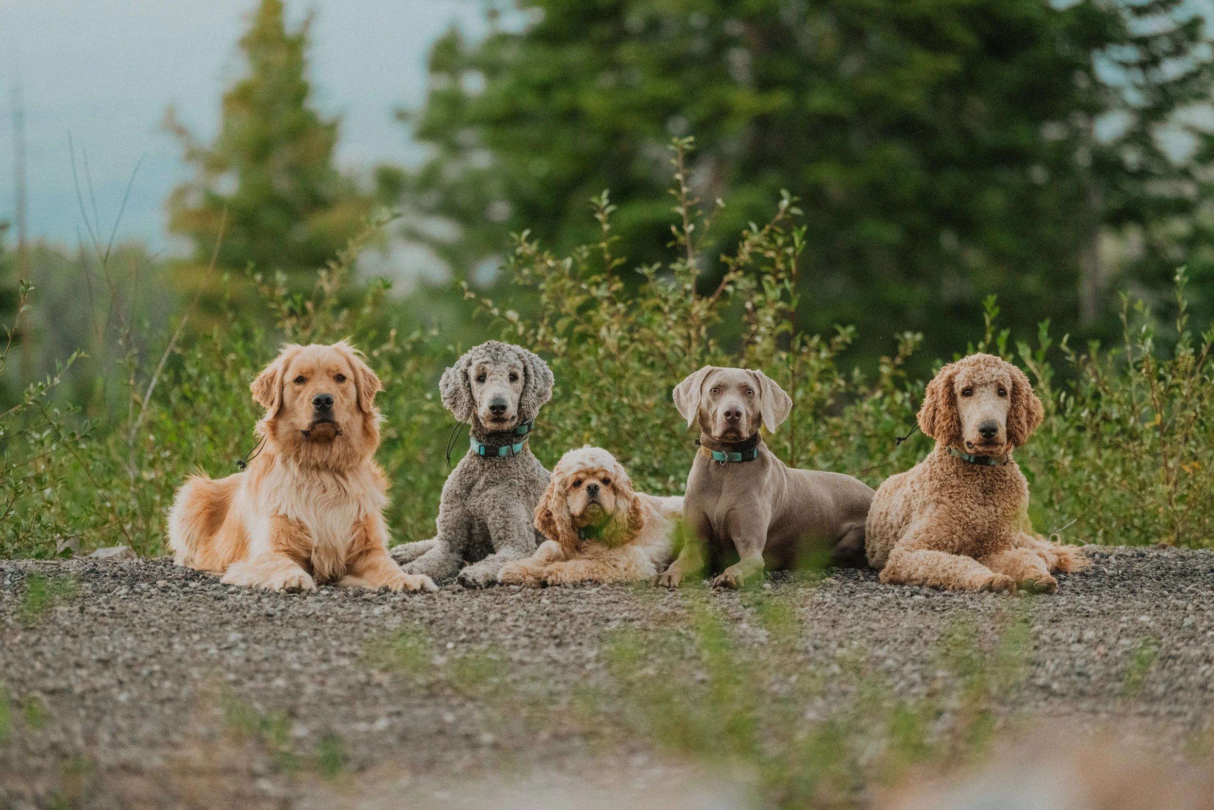 A group of six dogs sitting on a dirt path surrounded by green bushes and trees, with a blurred background of greenery.