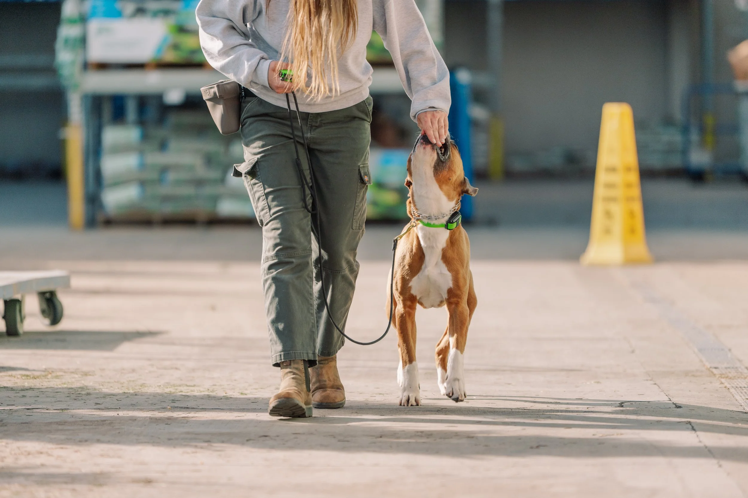 walking a dog in an indoor or covered location, with one hand gently touching the dog's head. The person is dressed in casual military-style cargo pants, a grey hoodie, and tan boots, while the dog is a large breed with a brown and white coat, wearing a green collar.