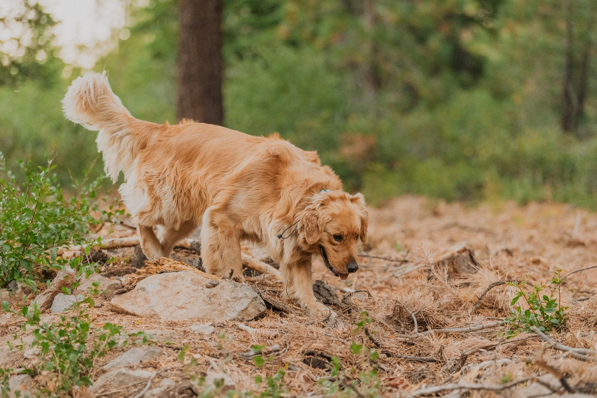 Two golden retriever puppies sniffing and exploring a forest floor with rocks, dirt, and green foliage.