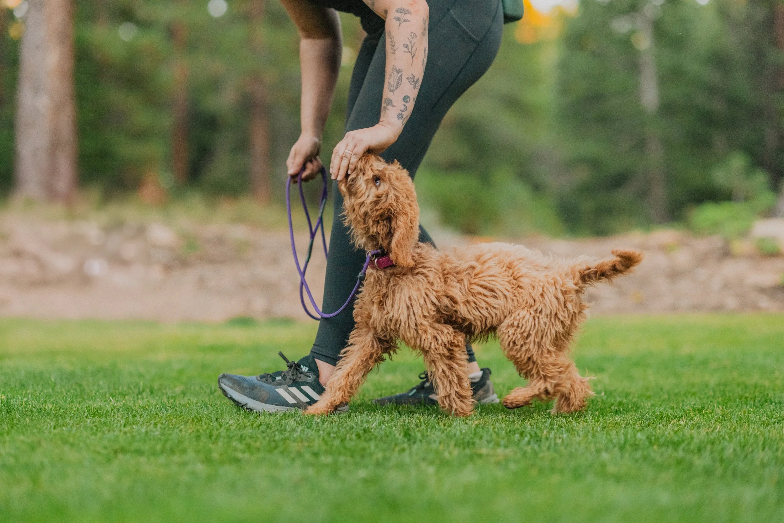 Dog trainer with tattoos on their arm is bending down, holding a leash attached to a fluffy, curly-haired, tan-colored dog in a park with green grass and blurred trees in the background.