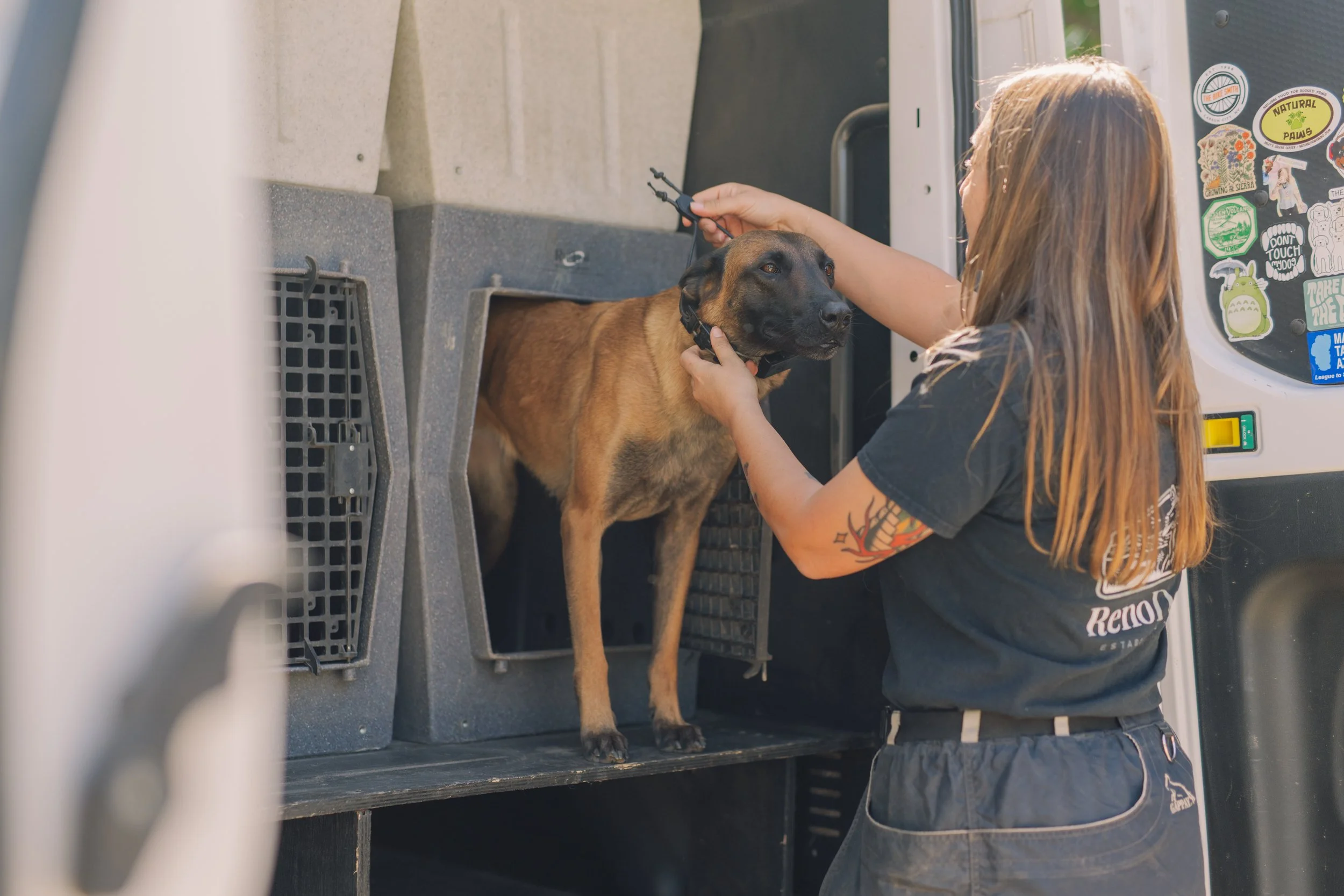 Courtney with Reno Dogs putting an ecollar on her french ring trained Malinois before doing off leash obedience and dog training