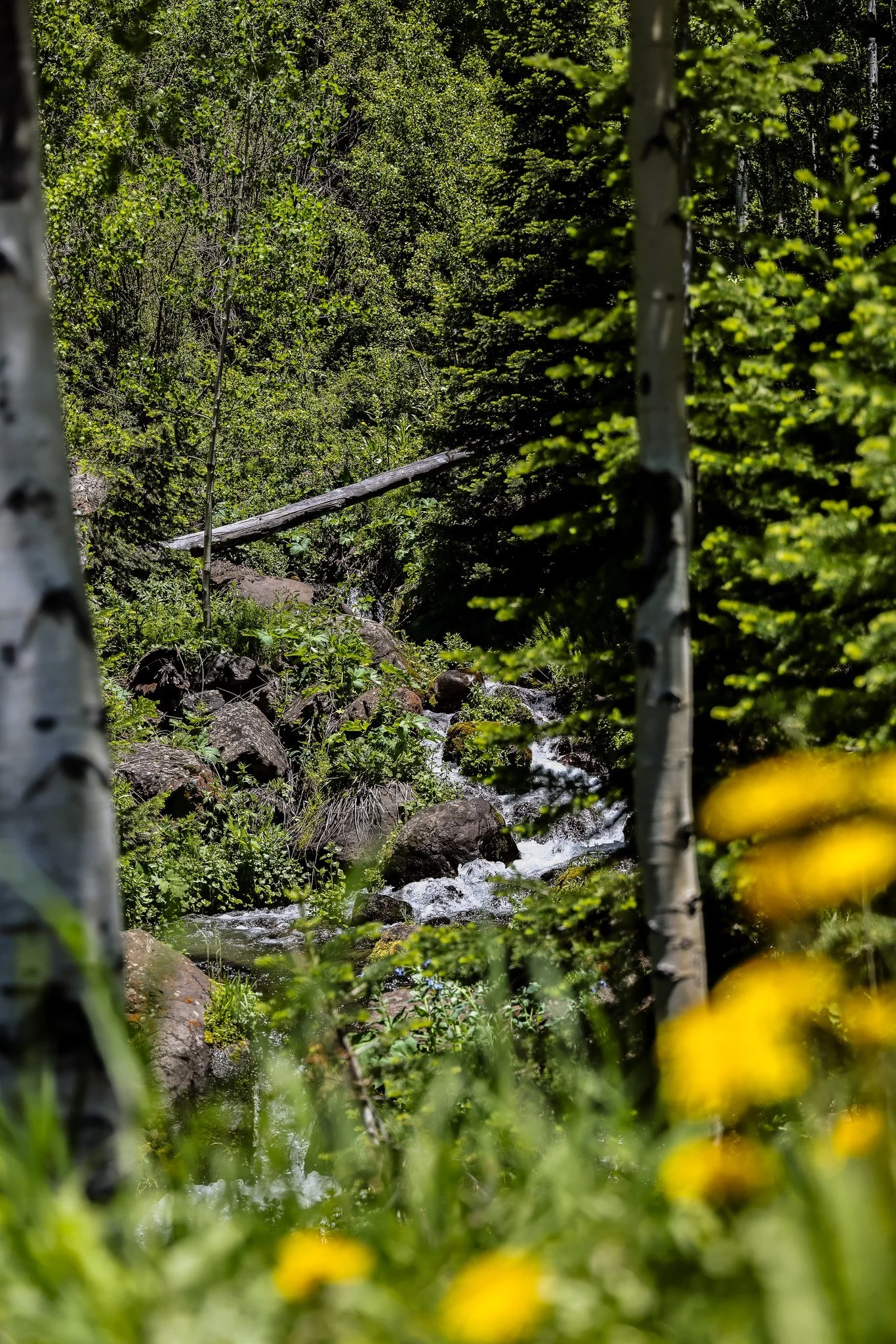 Talking Water with the White River Water Alliance.

Water is the foundation of everything we do in Rio Blanco County. This coming Monday, May 18th, I&rsquo;ve been invited to join the White River Water Alliance to discuss the issues facing our river,