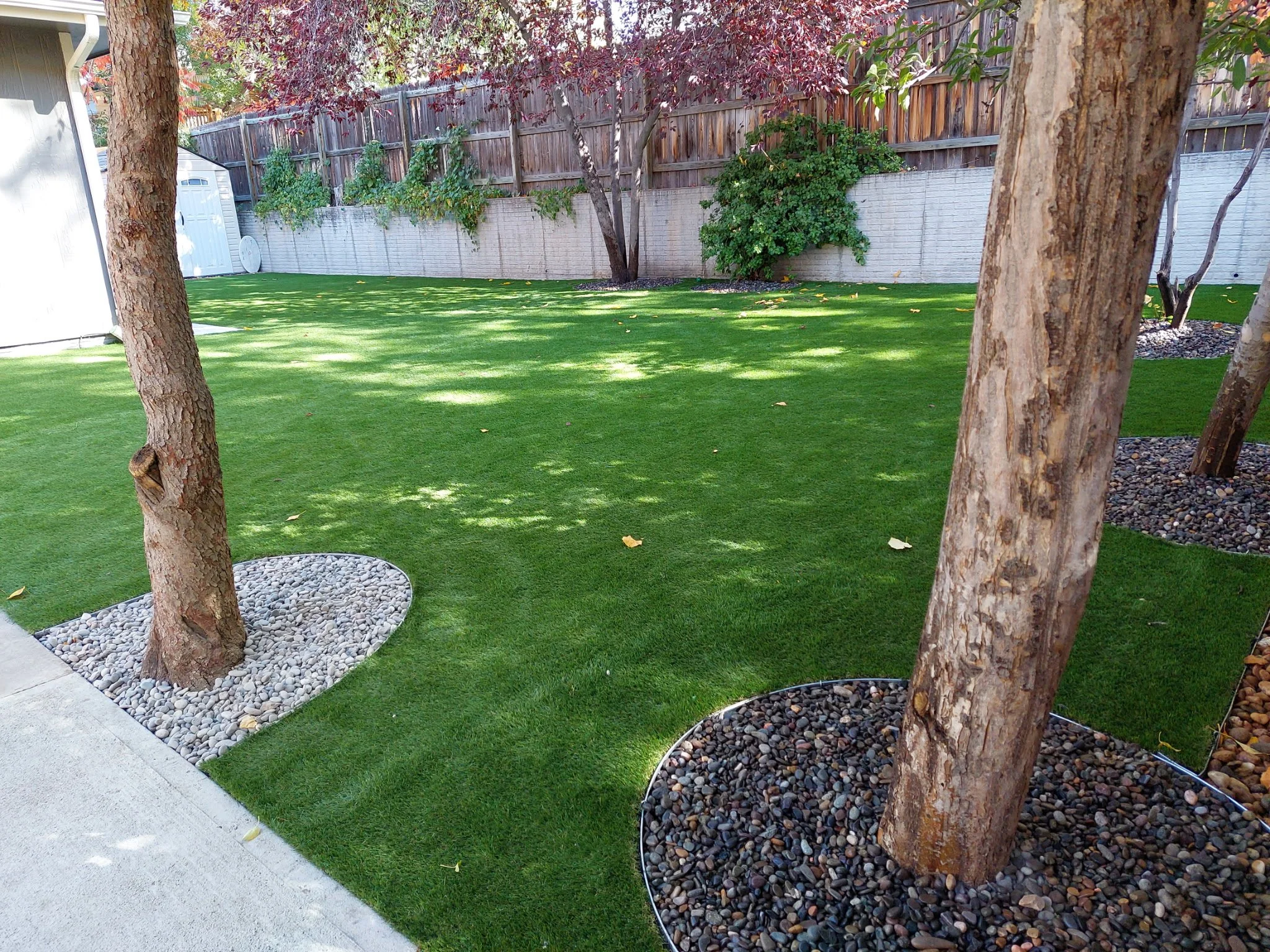 A backyard with a well-maintained green lawn, two trees with mulch beds, a wooden privacy fence, and a shed in the background.