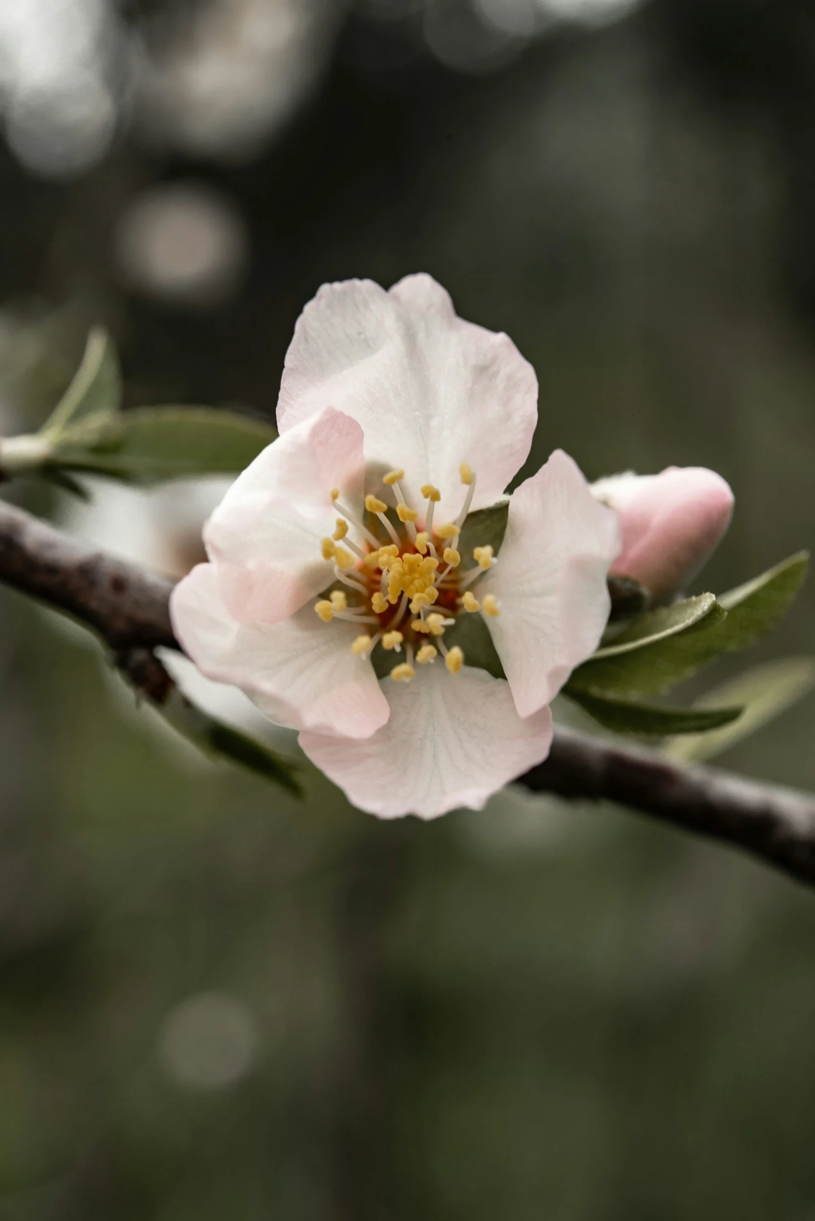 A close-up of a white flower with yellow stamens on a tree branch.