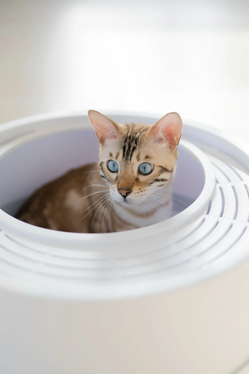 all in one cat litter box PurrTek Self-Cleaning Litter Box Gray