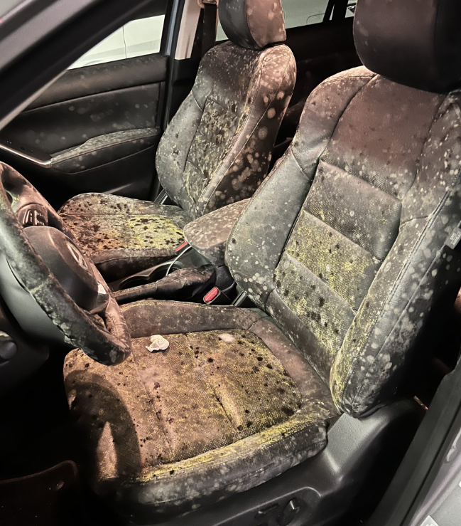 Mold Remediation