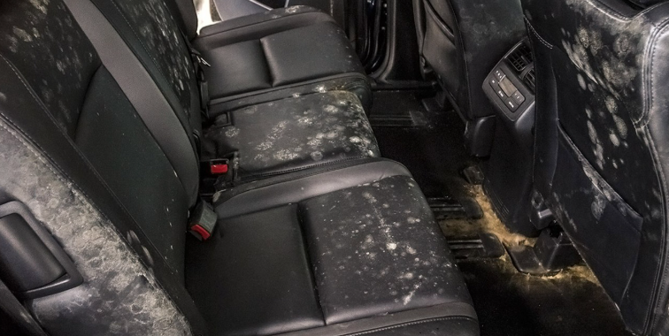 moldy car.png