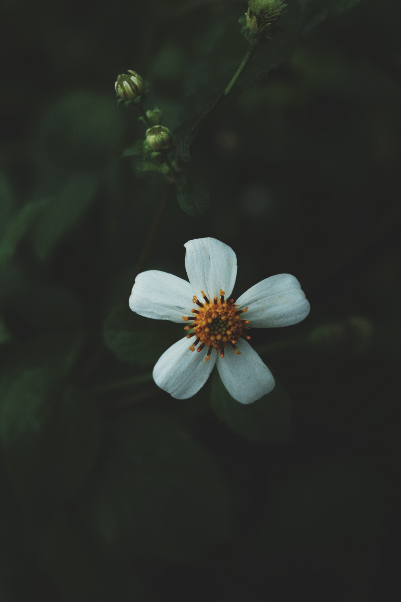 Identity & Belonging